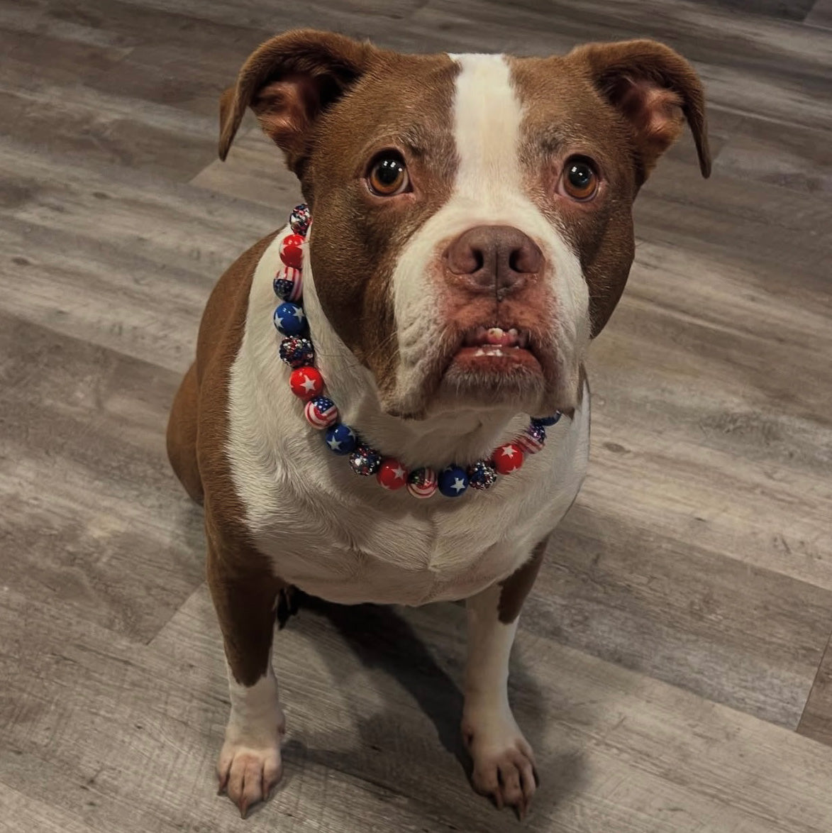 Paw-it-Forward: Supporting Austin Pets Alive!