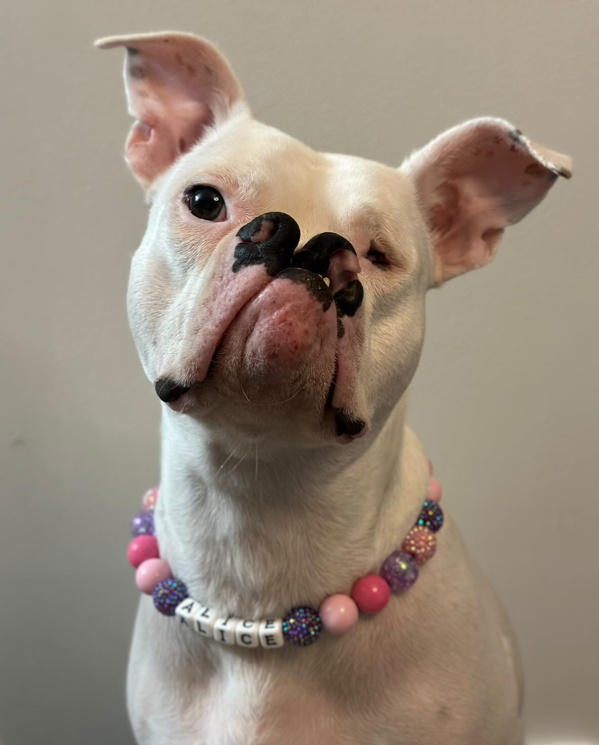 cute deaf dog modeling sugar plum glitter dog bead collar