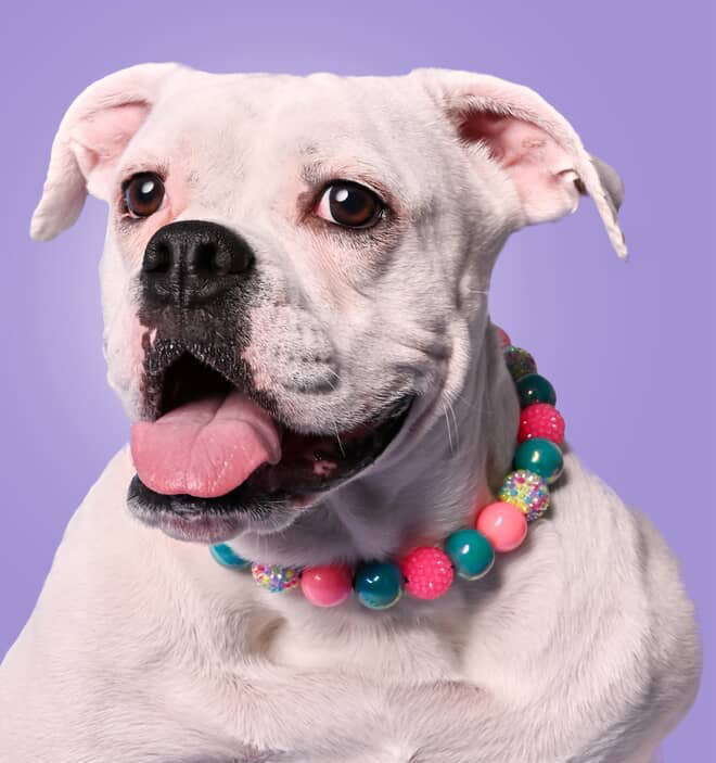 Island Punch Beaded Dog Collar