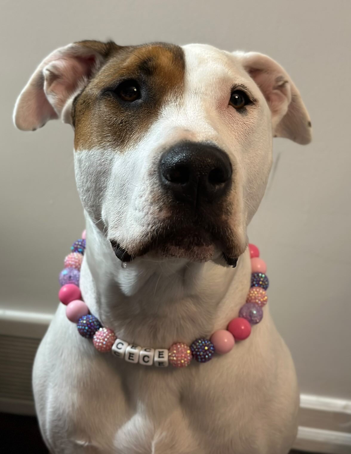 cute deaf dog modeling sugar plum glitter bead collar personalized with her name, CeCe