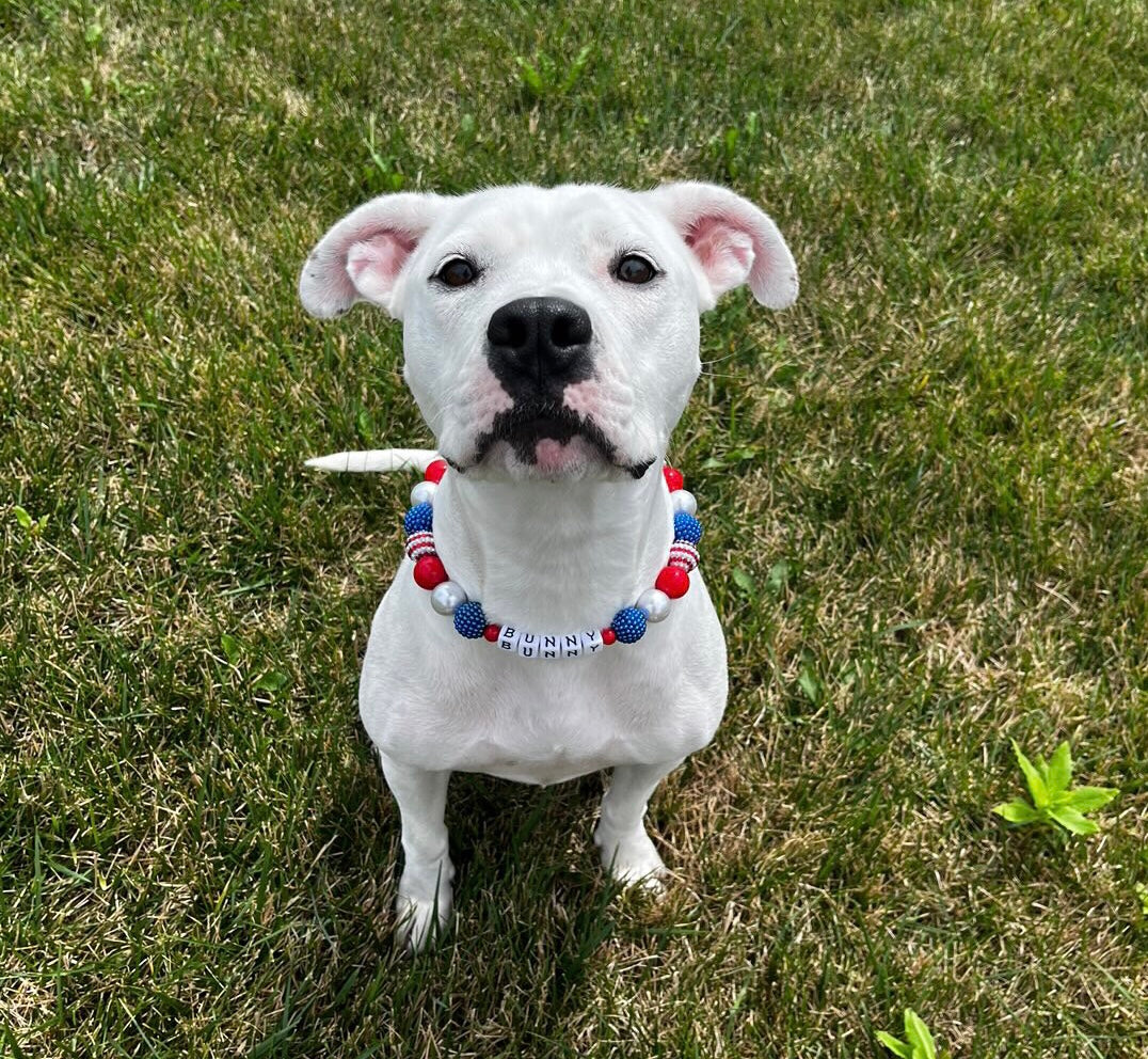 Spirited Large Bead Dog Collar