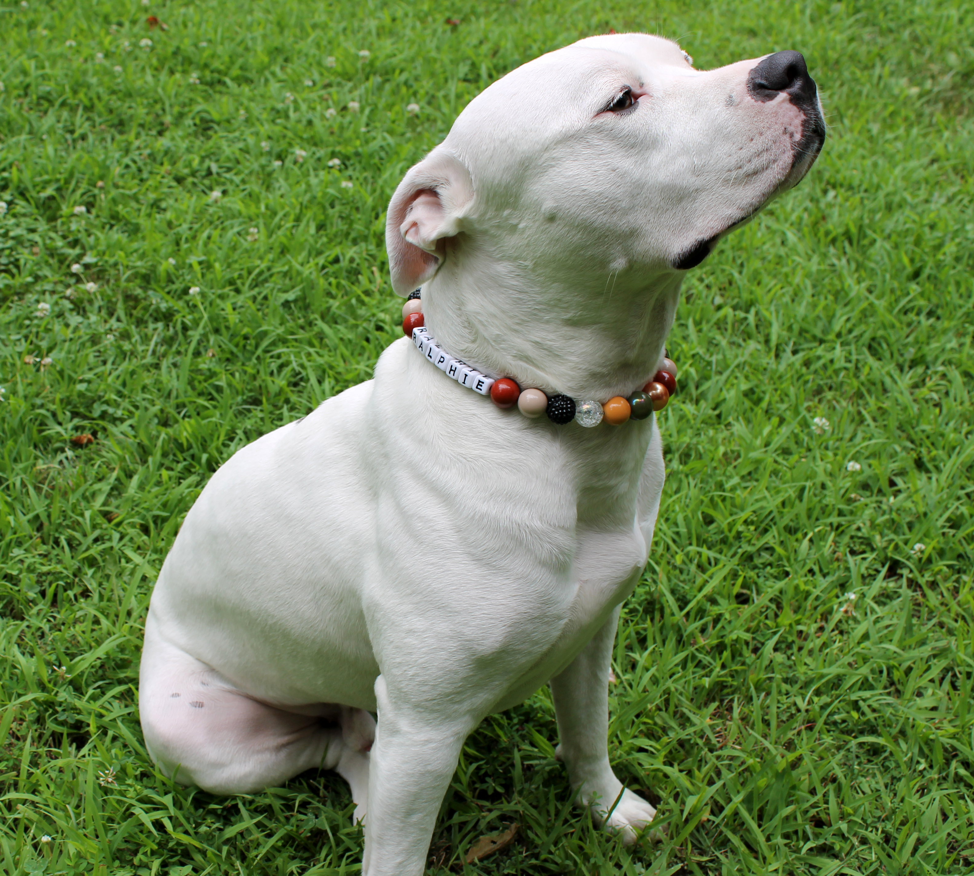 Enchanted Forest Bead Dog Collar