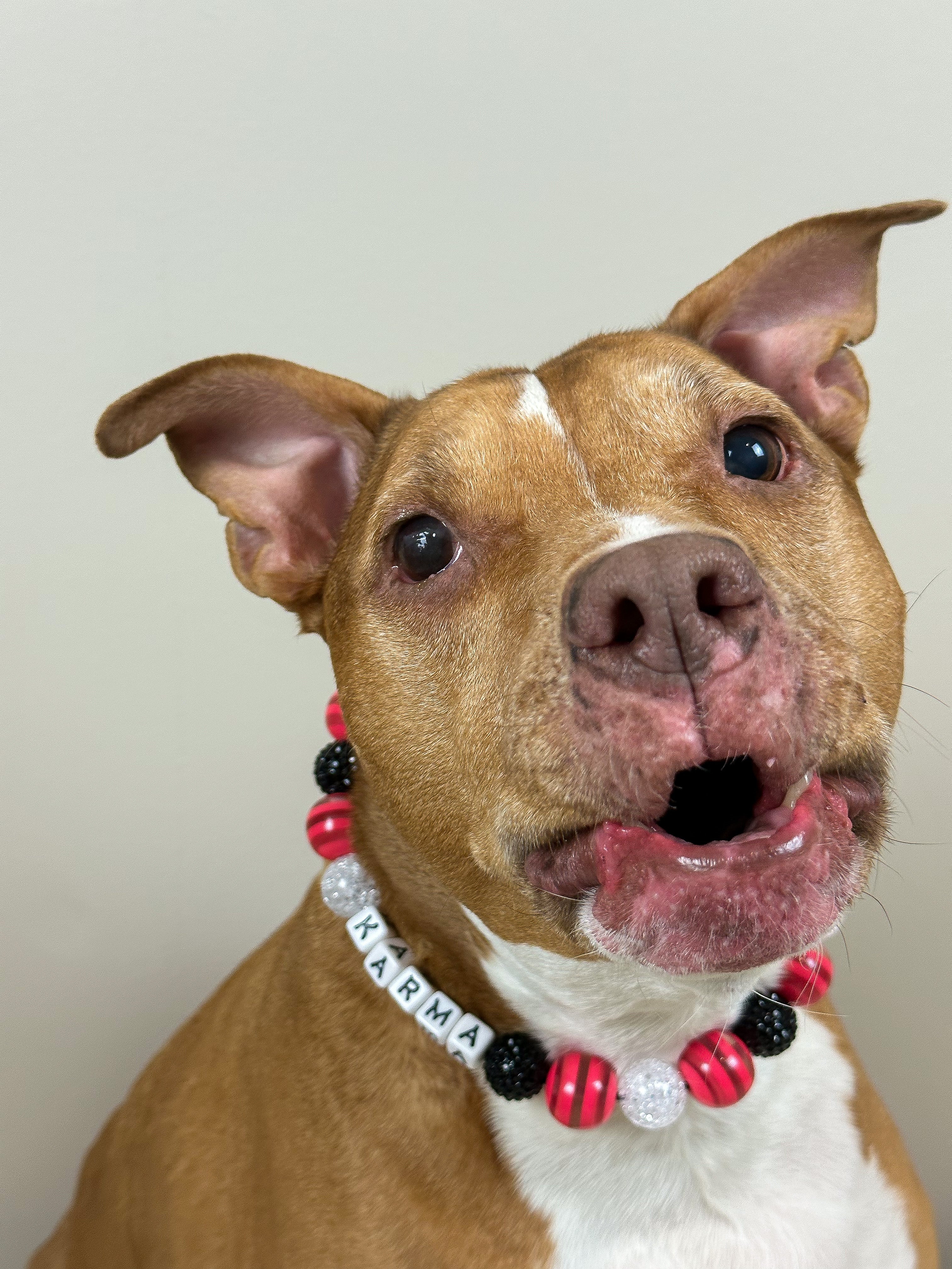 Punk at Heart Large Bead Dog Collar