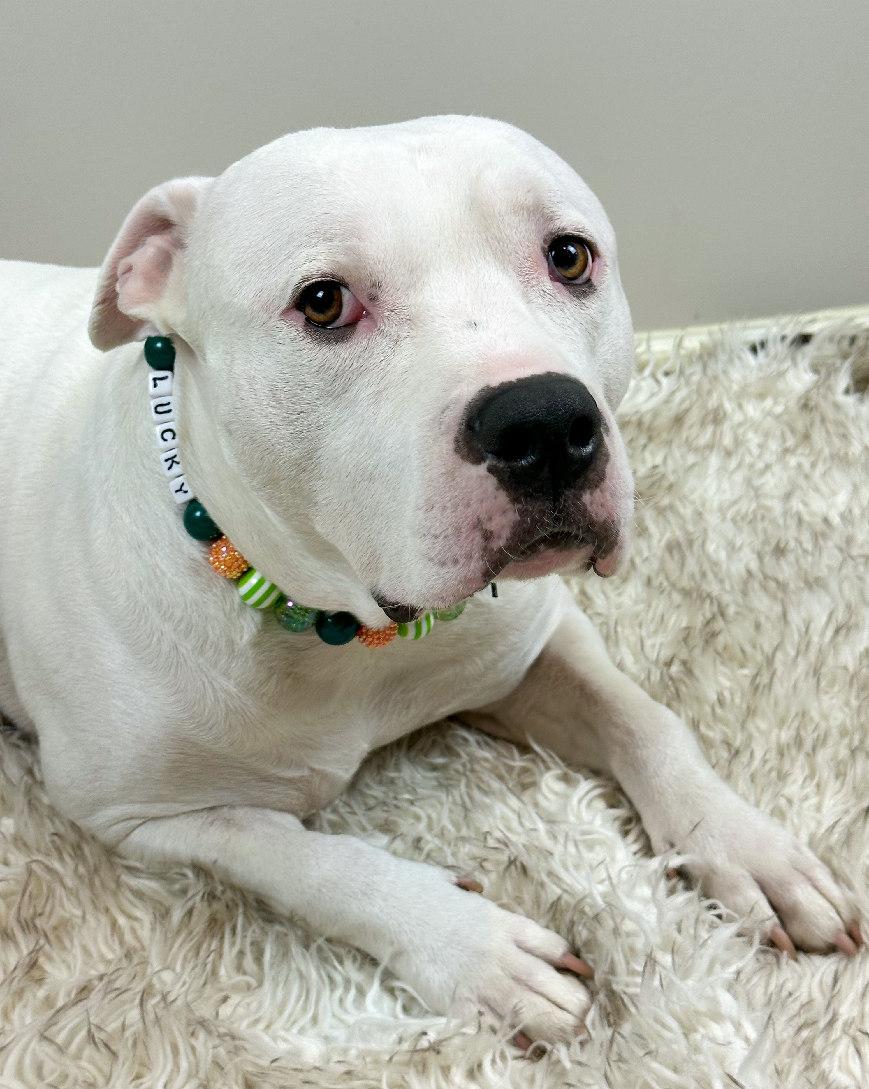 Leprechaun Glam Beaded Dog Collar