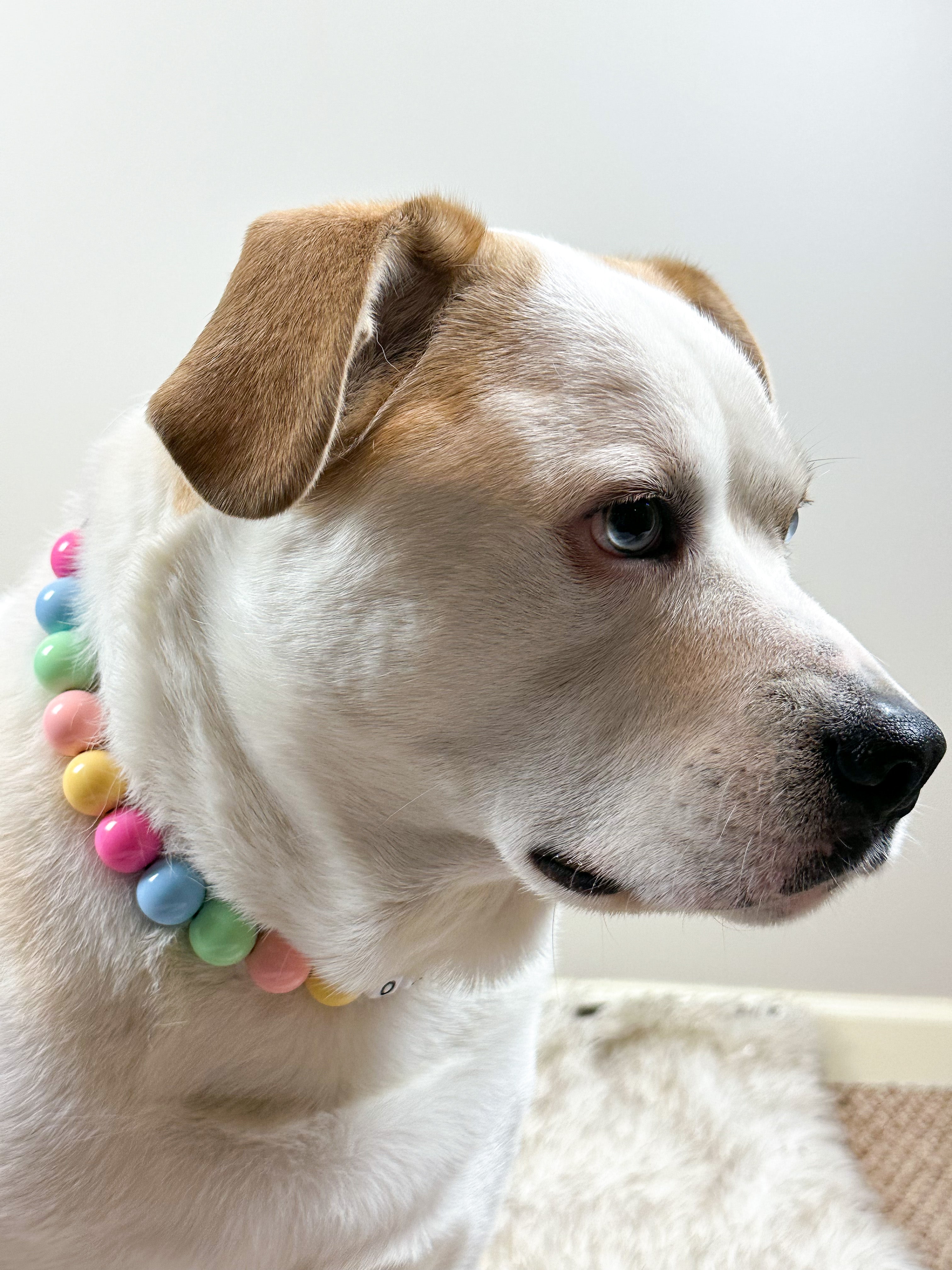 Pastel SweeTart Large Bead Dog Collar