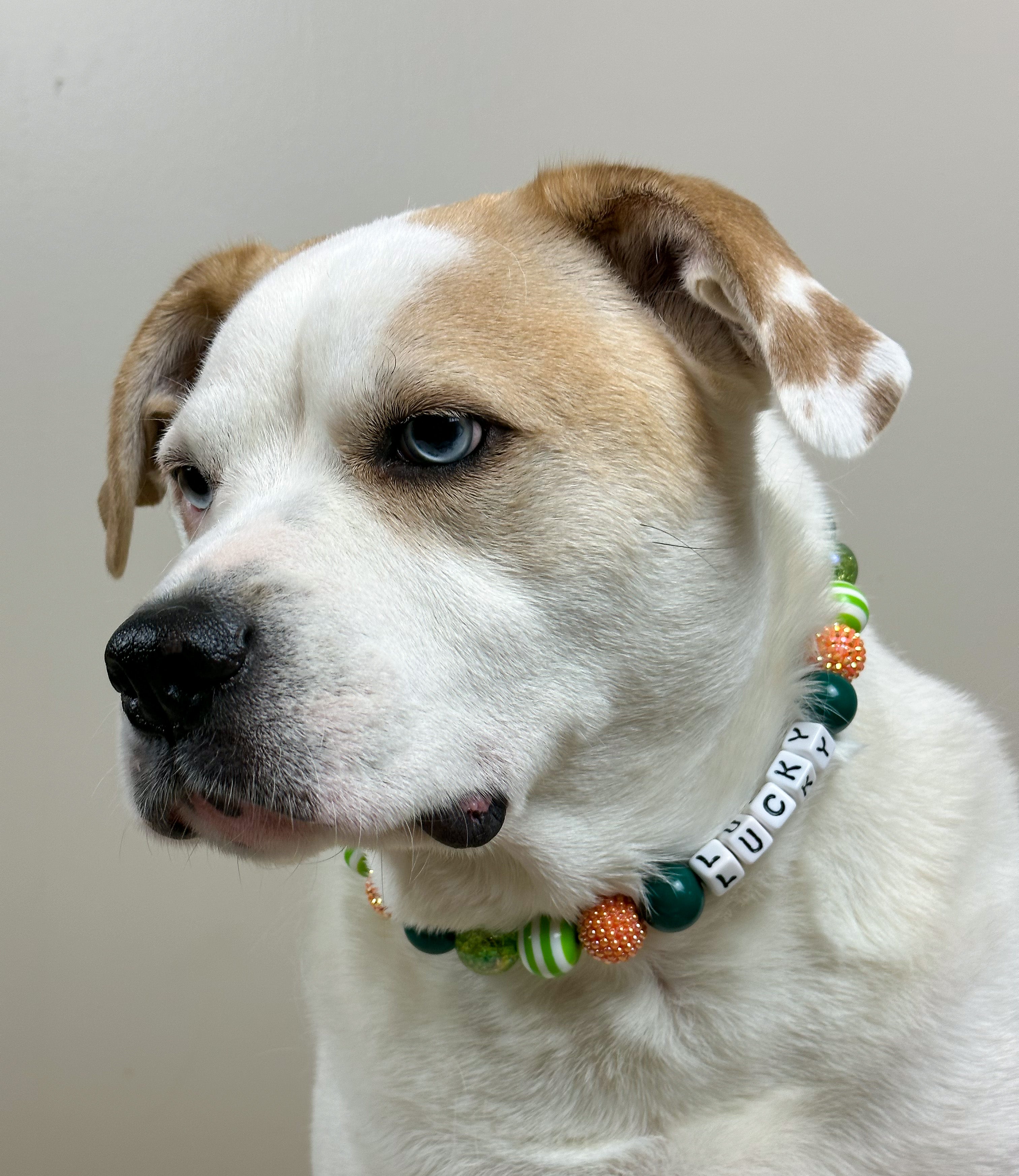 Leprechaun Glam Beaded Dog Collar