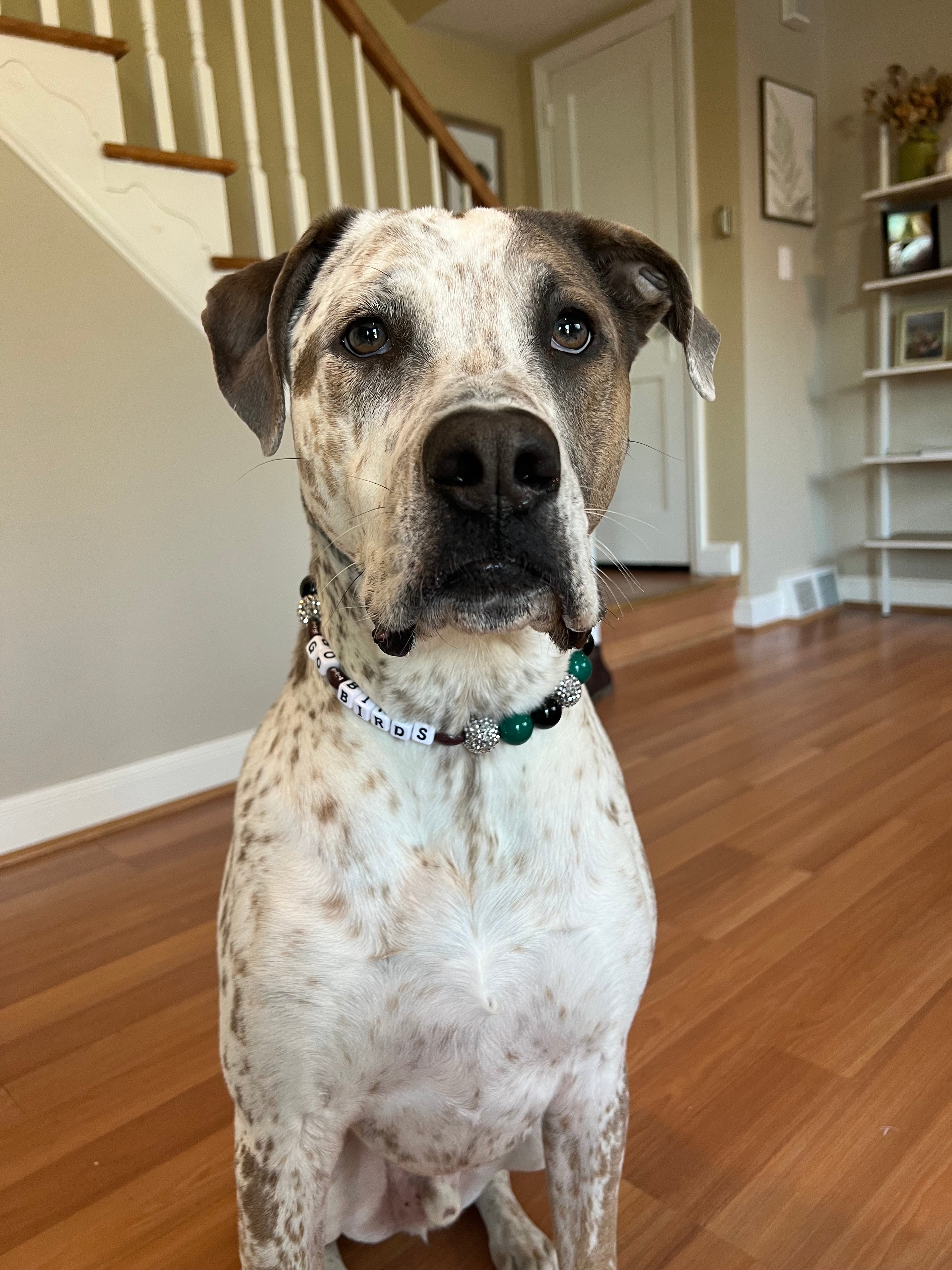 Custom Bead Dog Collar