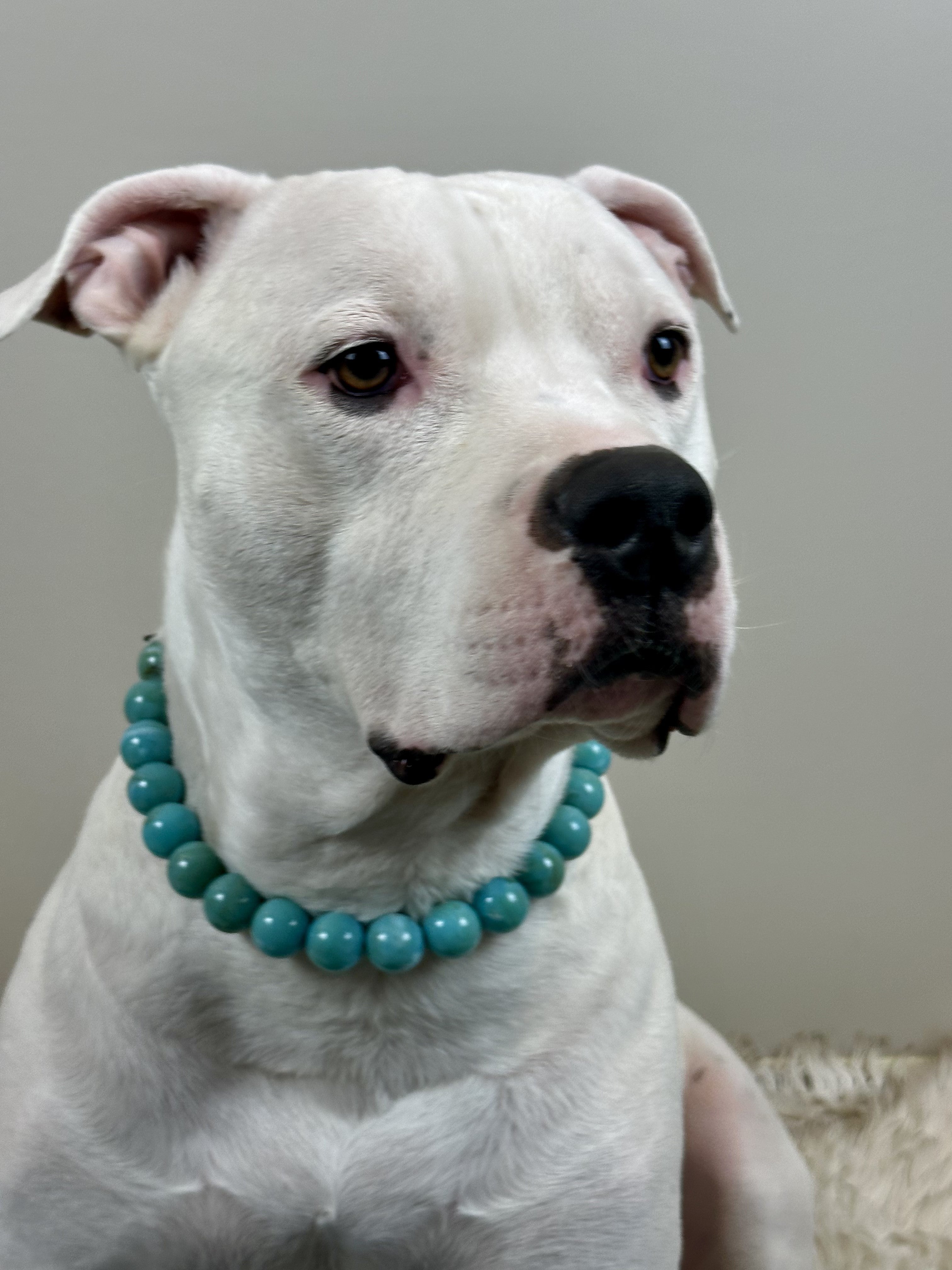 Blue Dragon Bead Dog Collar