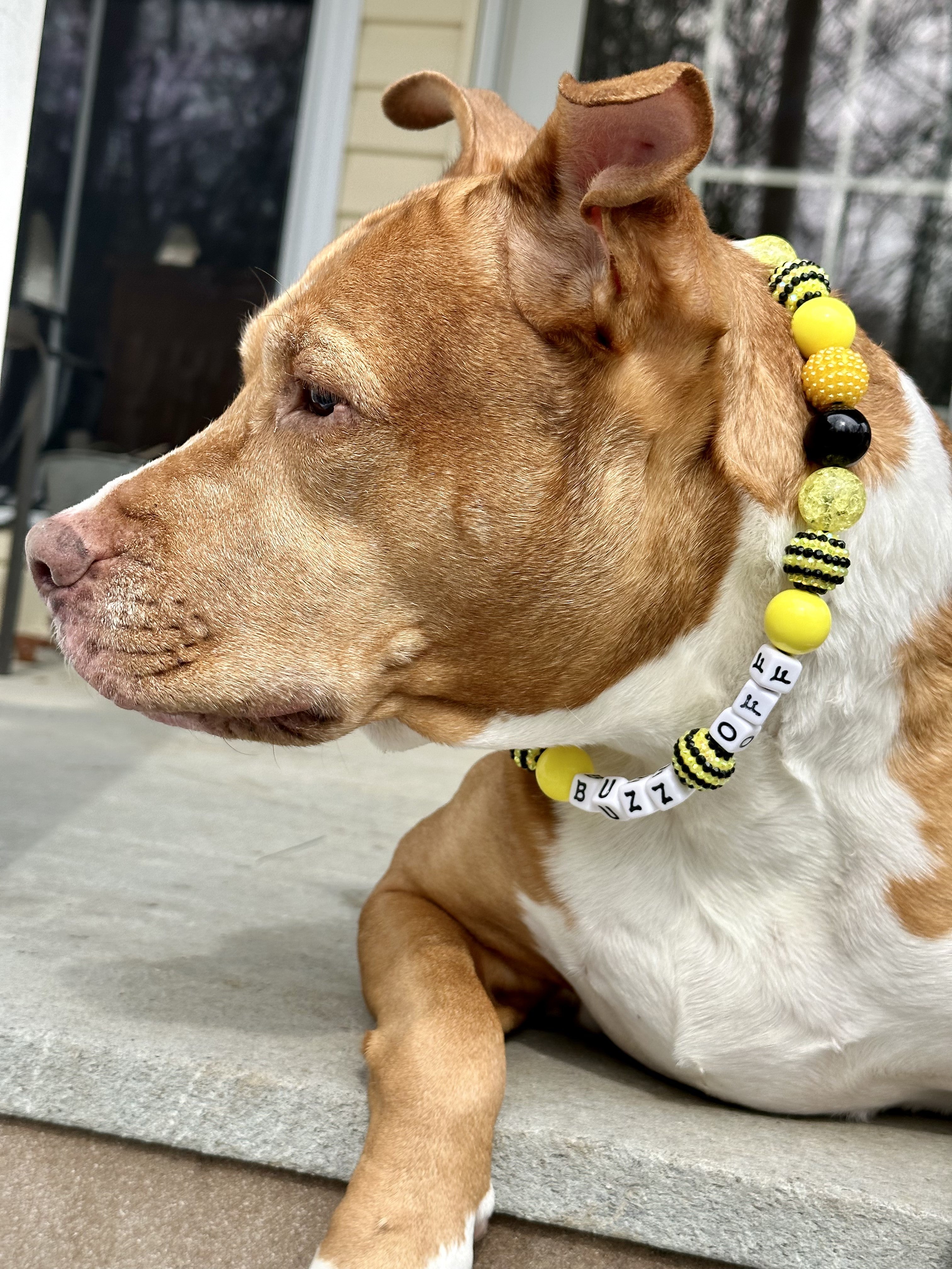 Side view of brown and white dog wearing Bee Bumble collar by Ultimutt Bestie