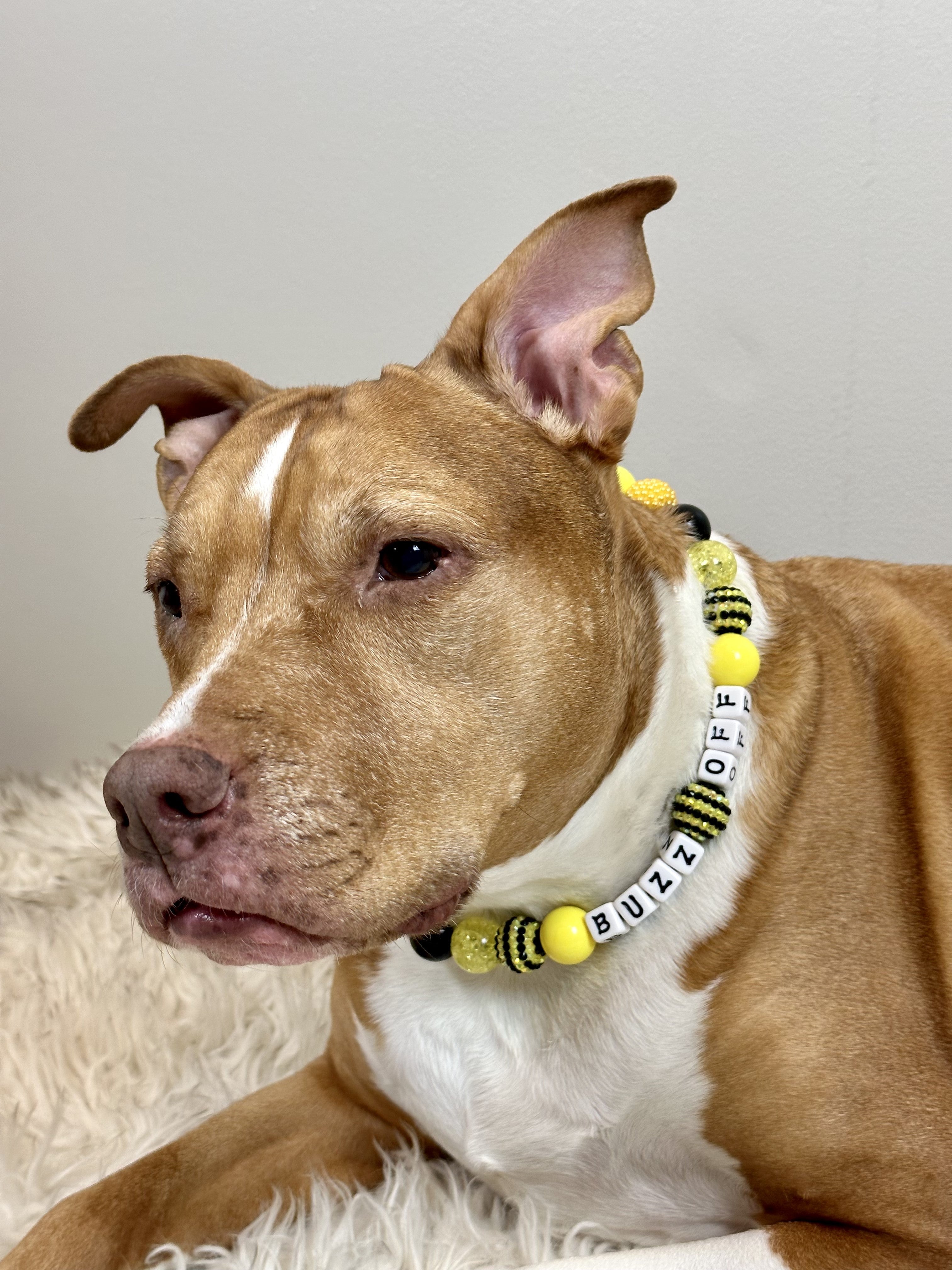 front view of brown and white dog wearing Bee Bumble collar by Ultimutt Bestie