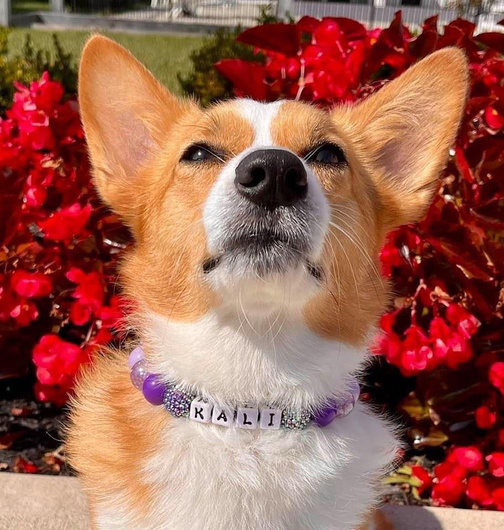 Purple Passion Large Bead Dog Collar
