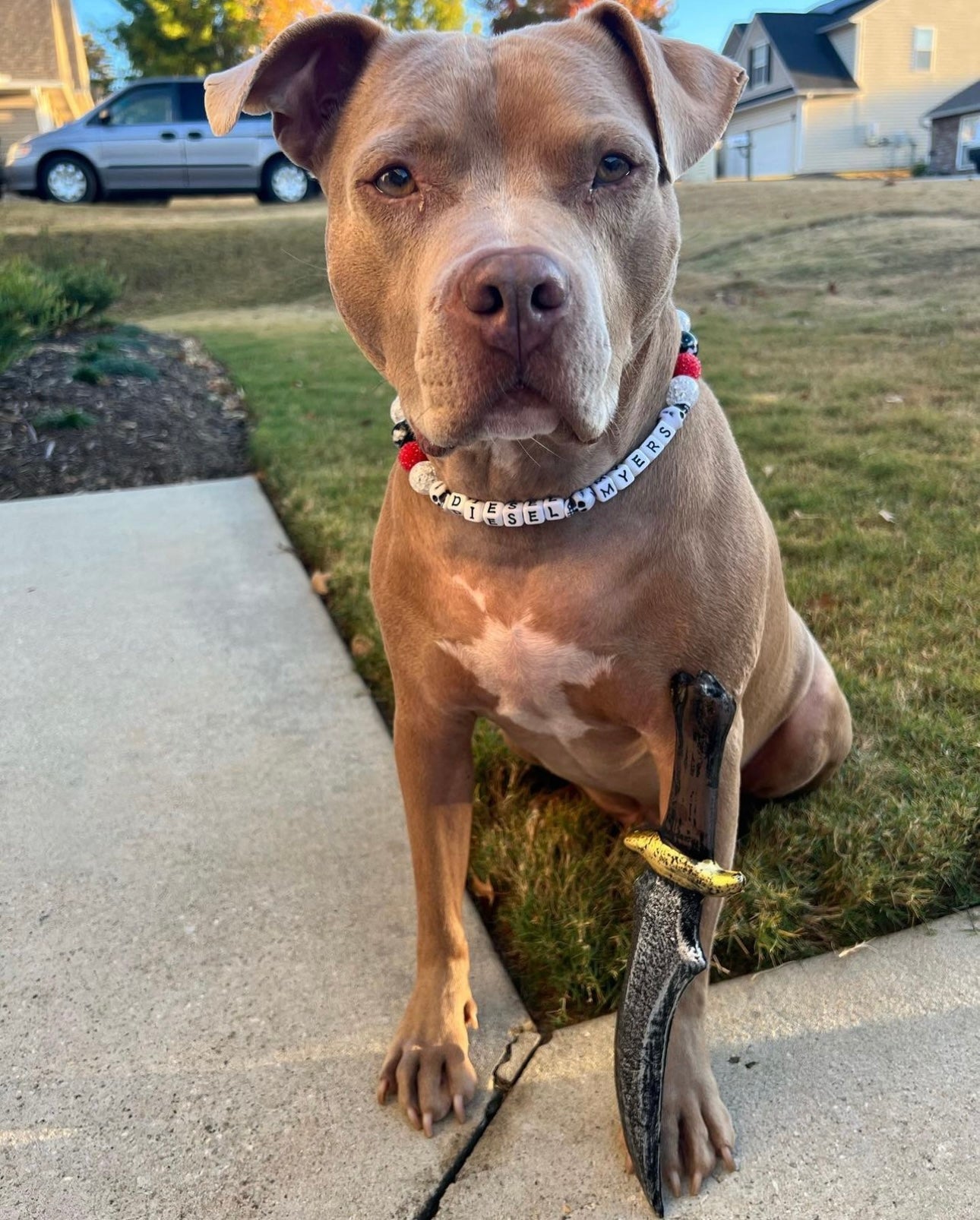 Custom Bead Dog Collar