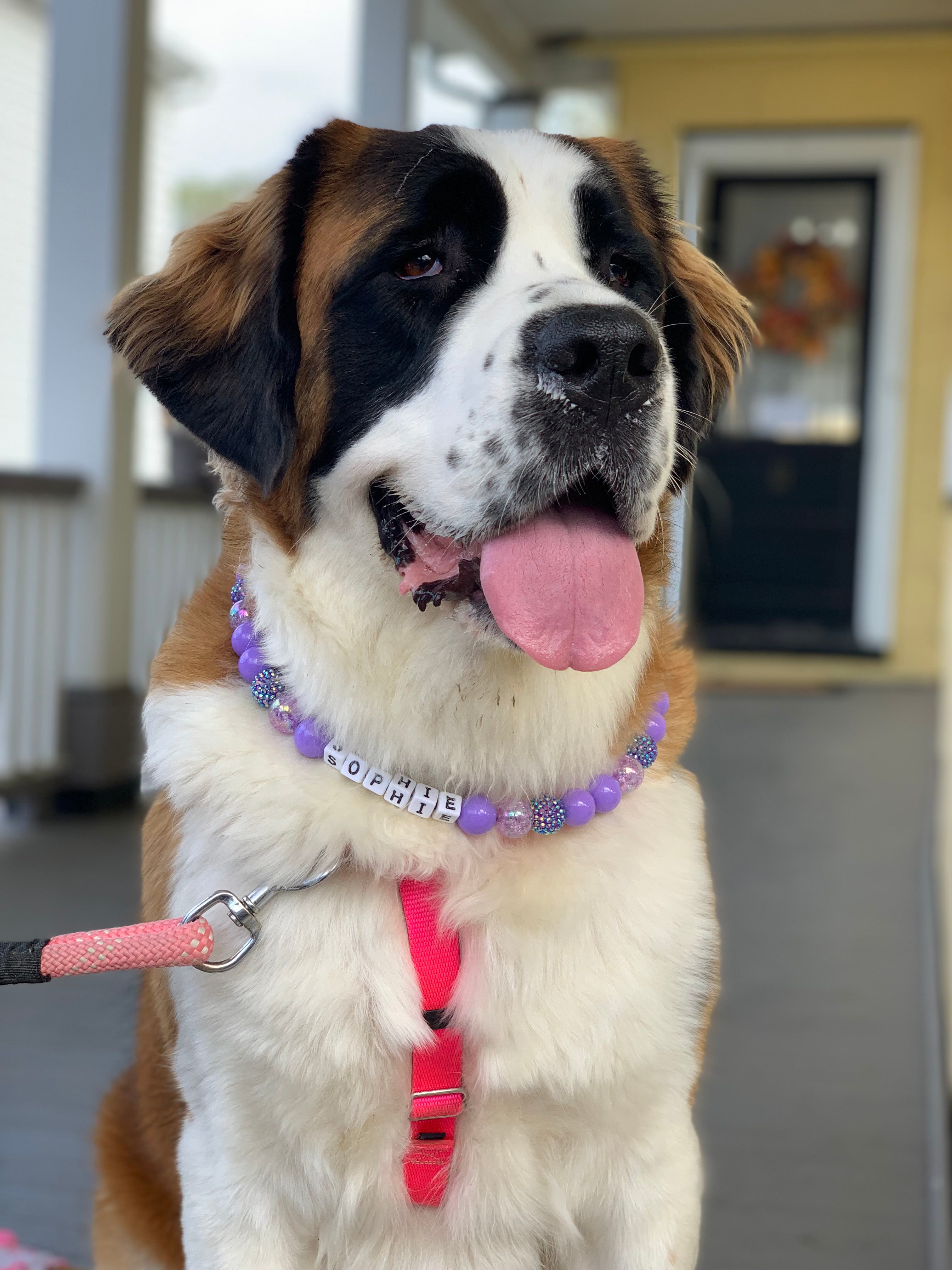 Purple Passion Large Bead Dog Collar