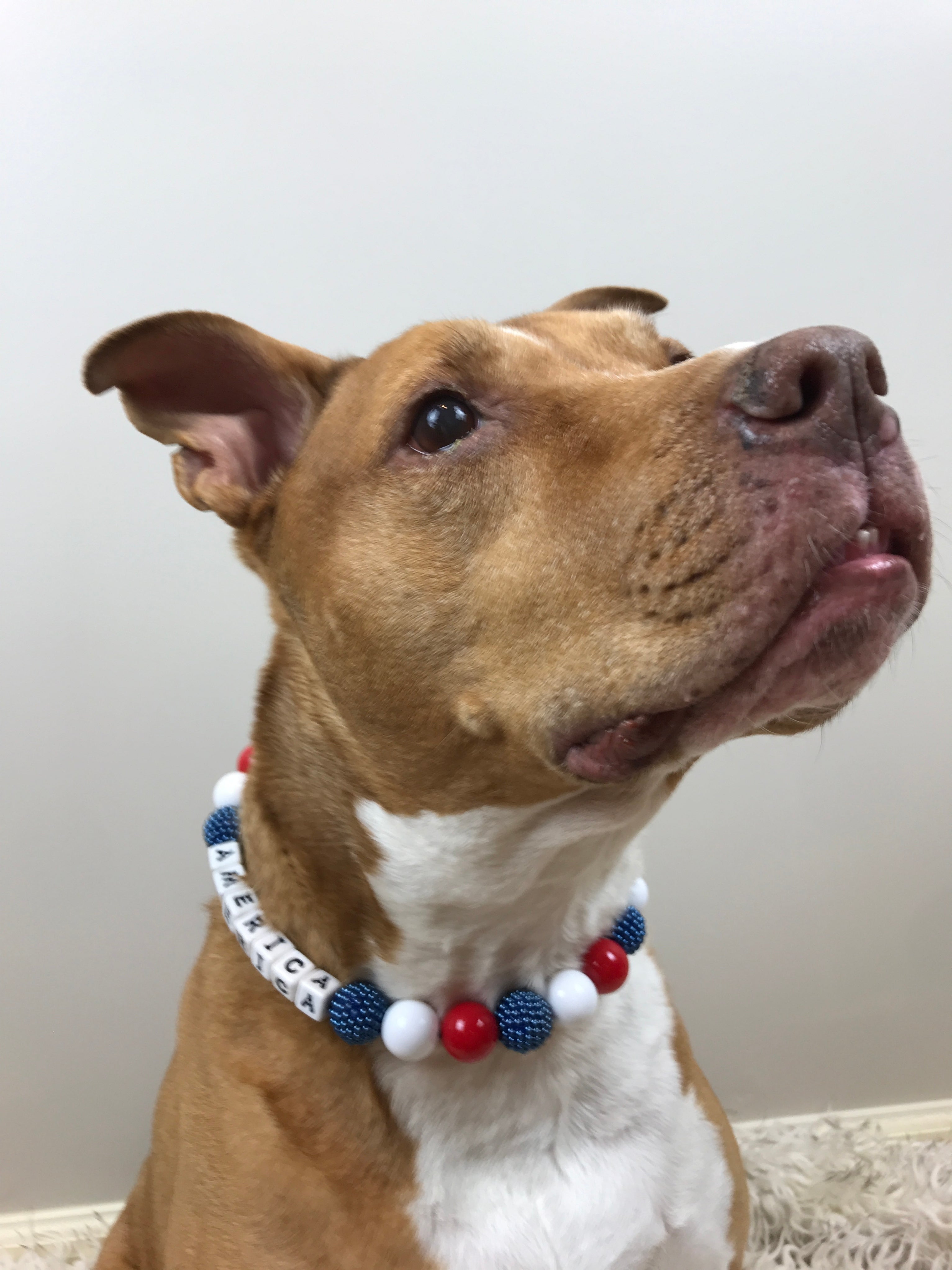Spirited Large Bead Dog Collar