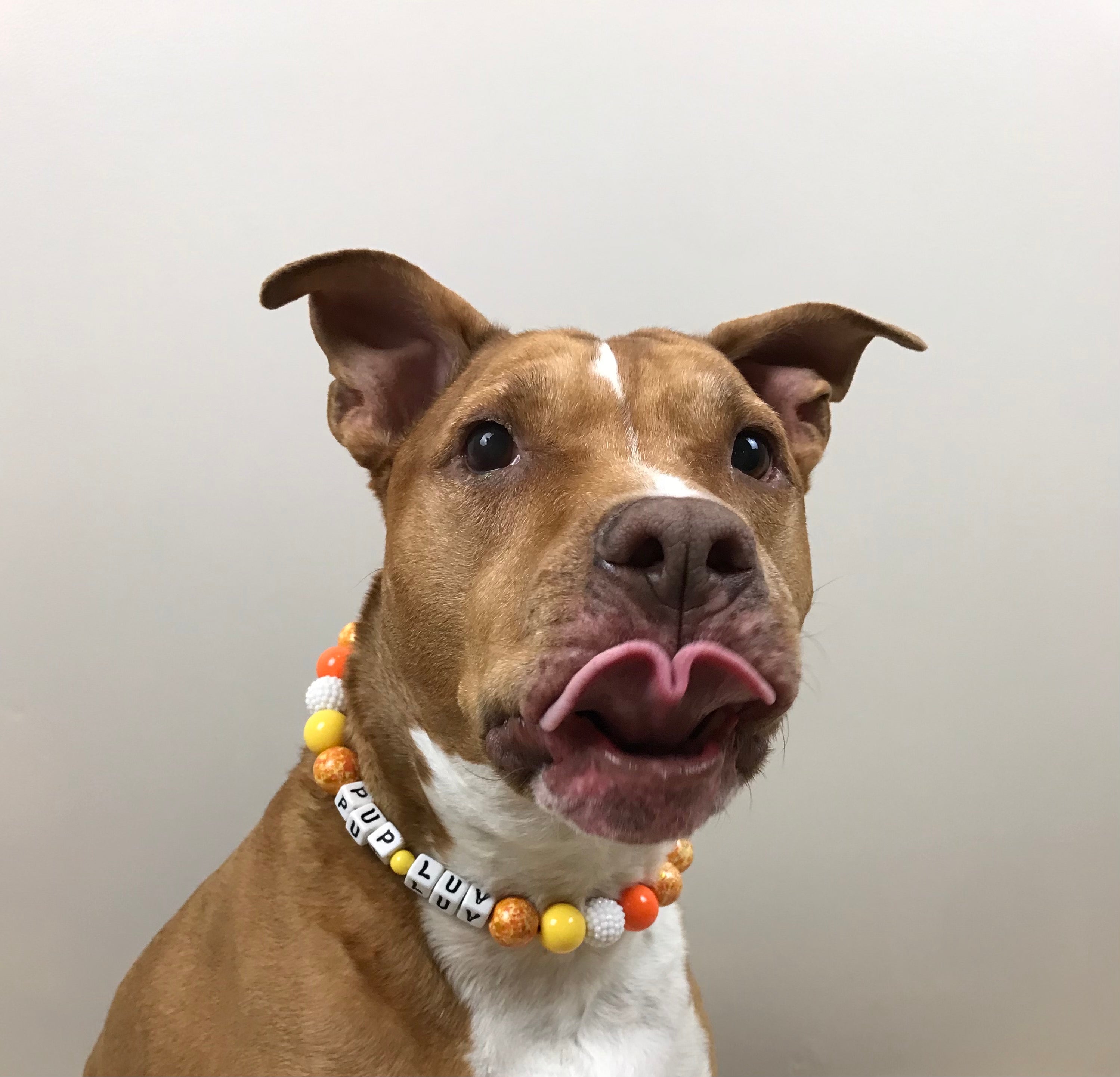 Orange Creamsicle Large Bead Dog Collar