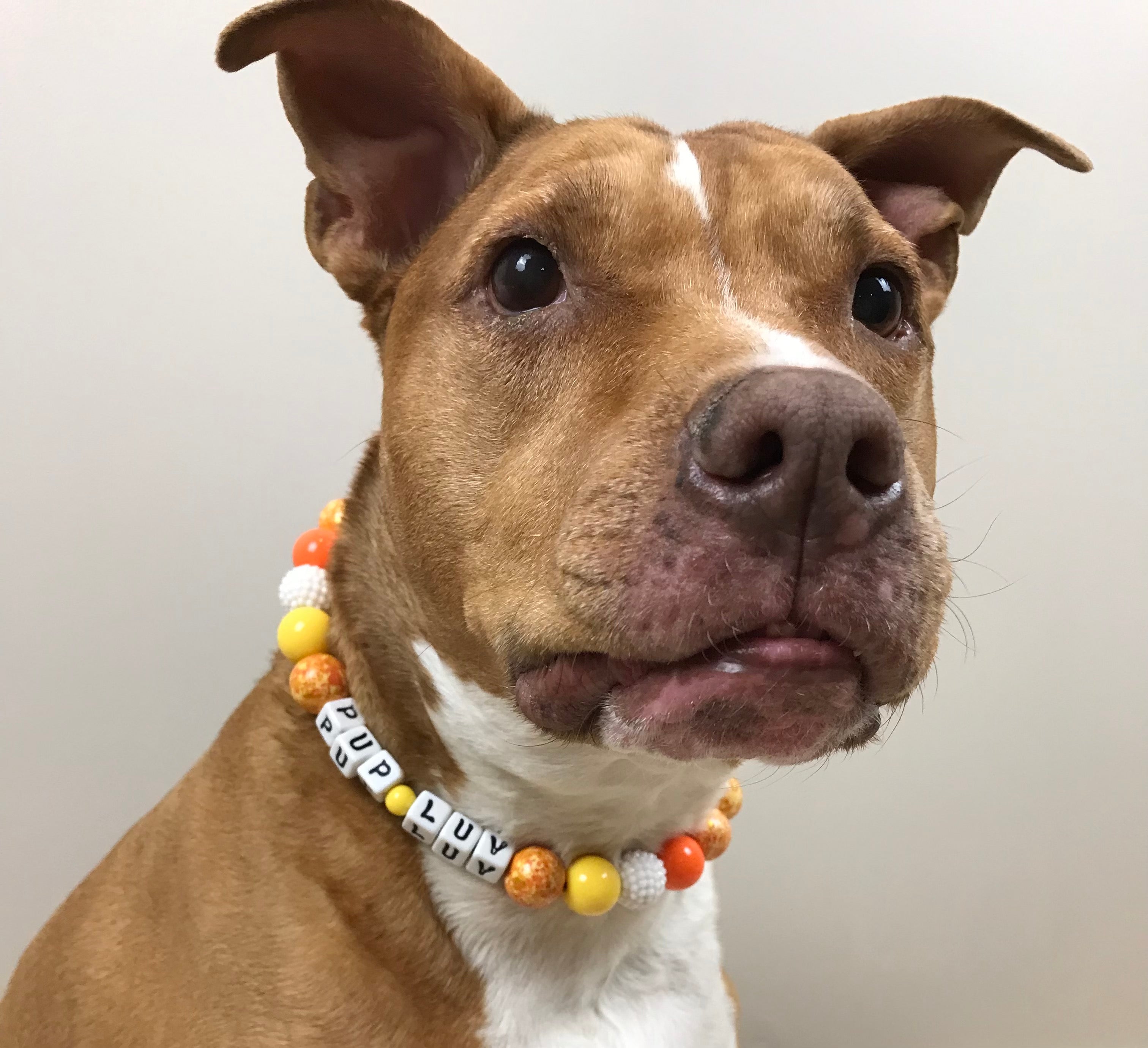 Orange Creamsicle Large Bead Dog Collar