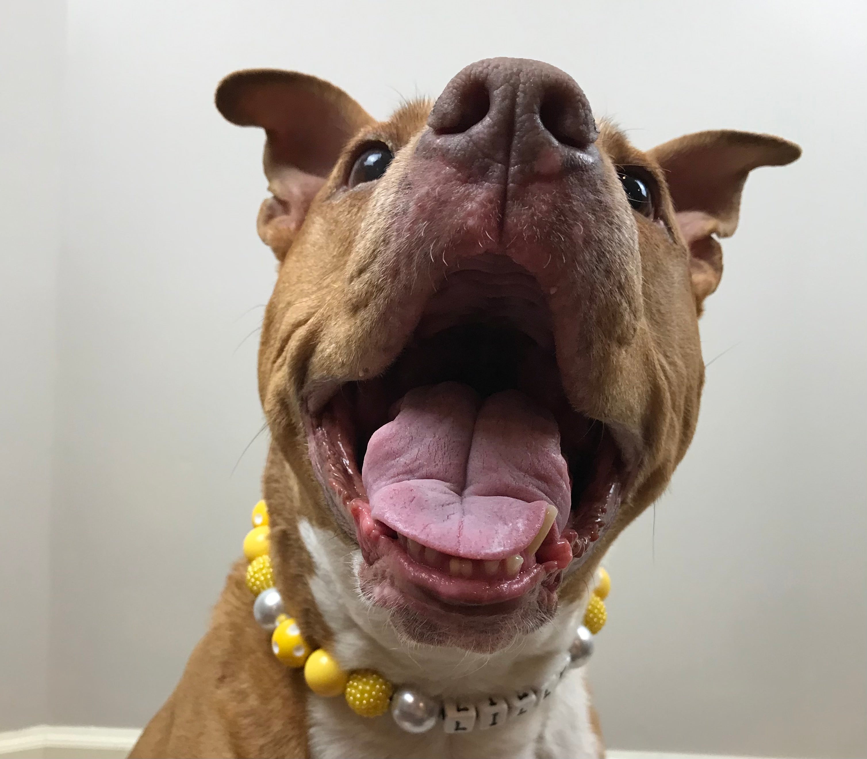 Limoncello Large Bead Dog Collar