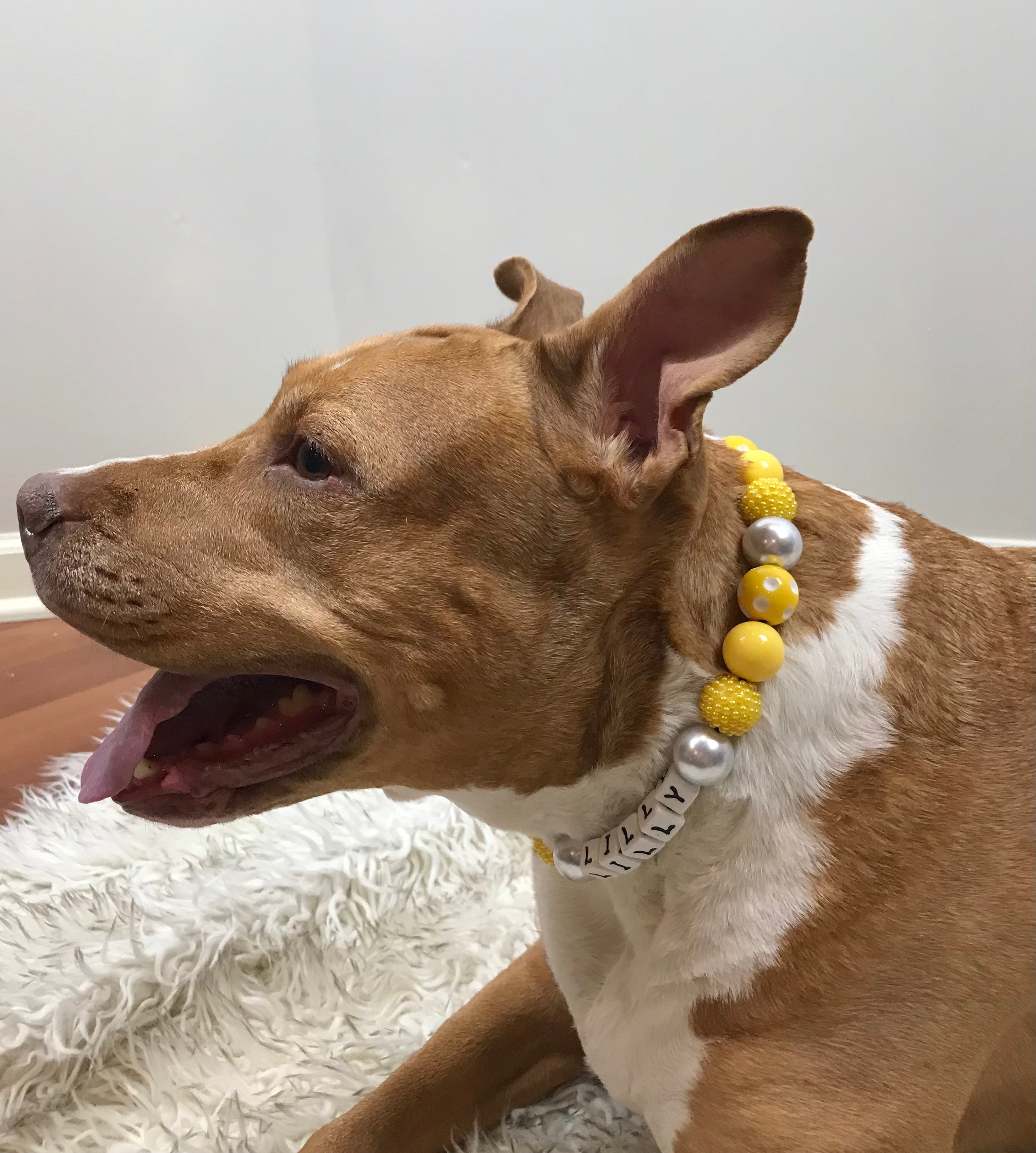 Limoncello Large Bead Dog Collar