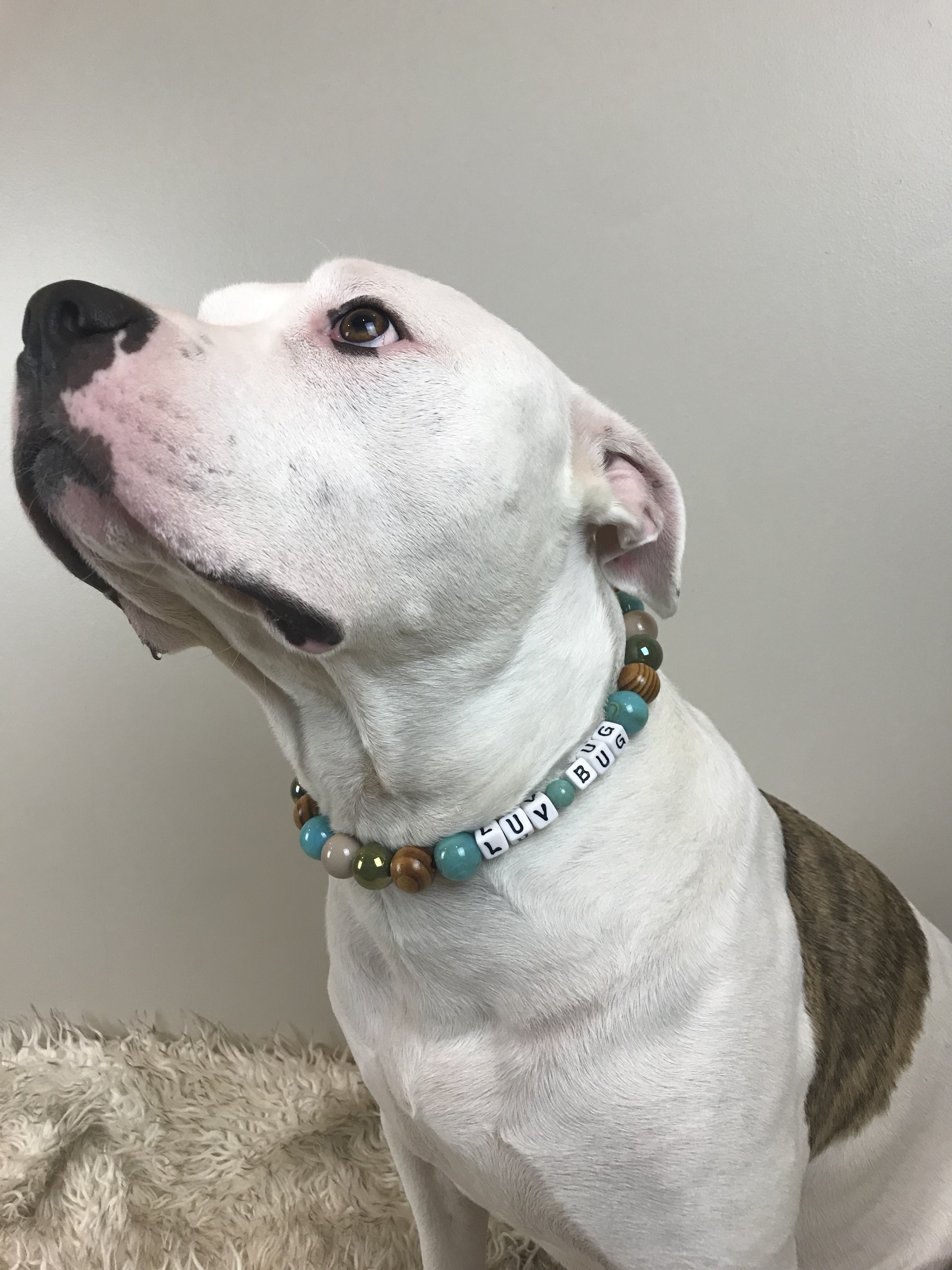 Falling Sky Bead Dog Collar