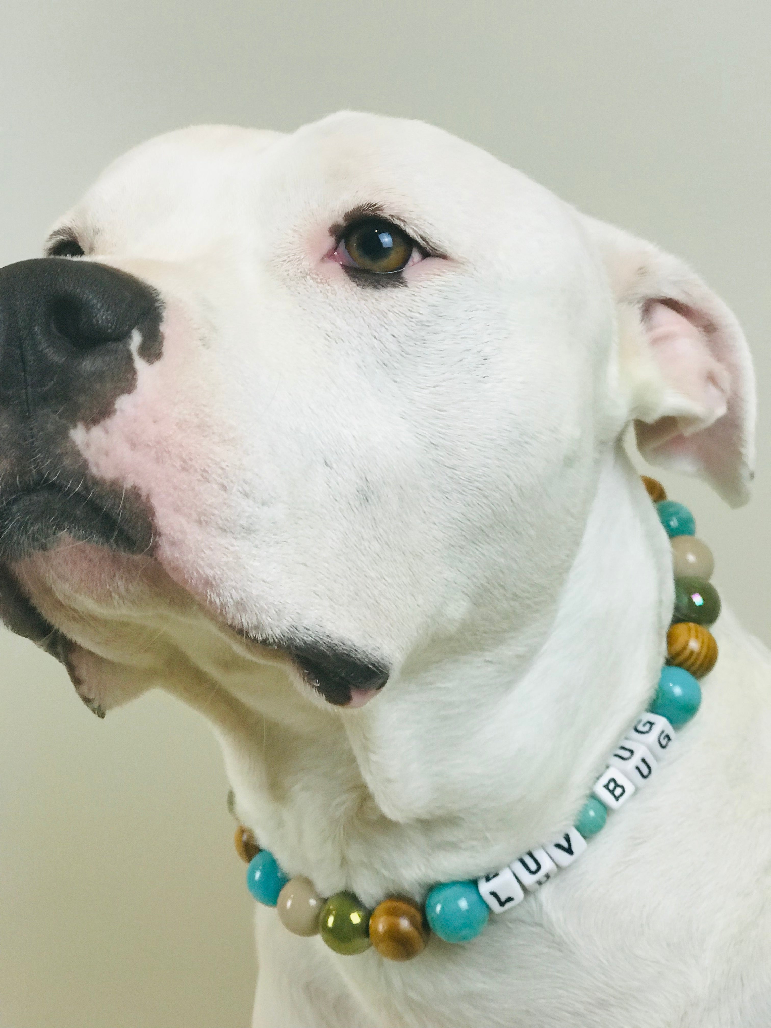 Cute white Pitbull modeling falling sky  dog bead collar