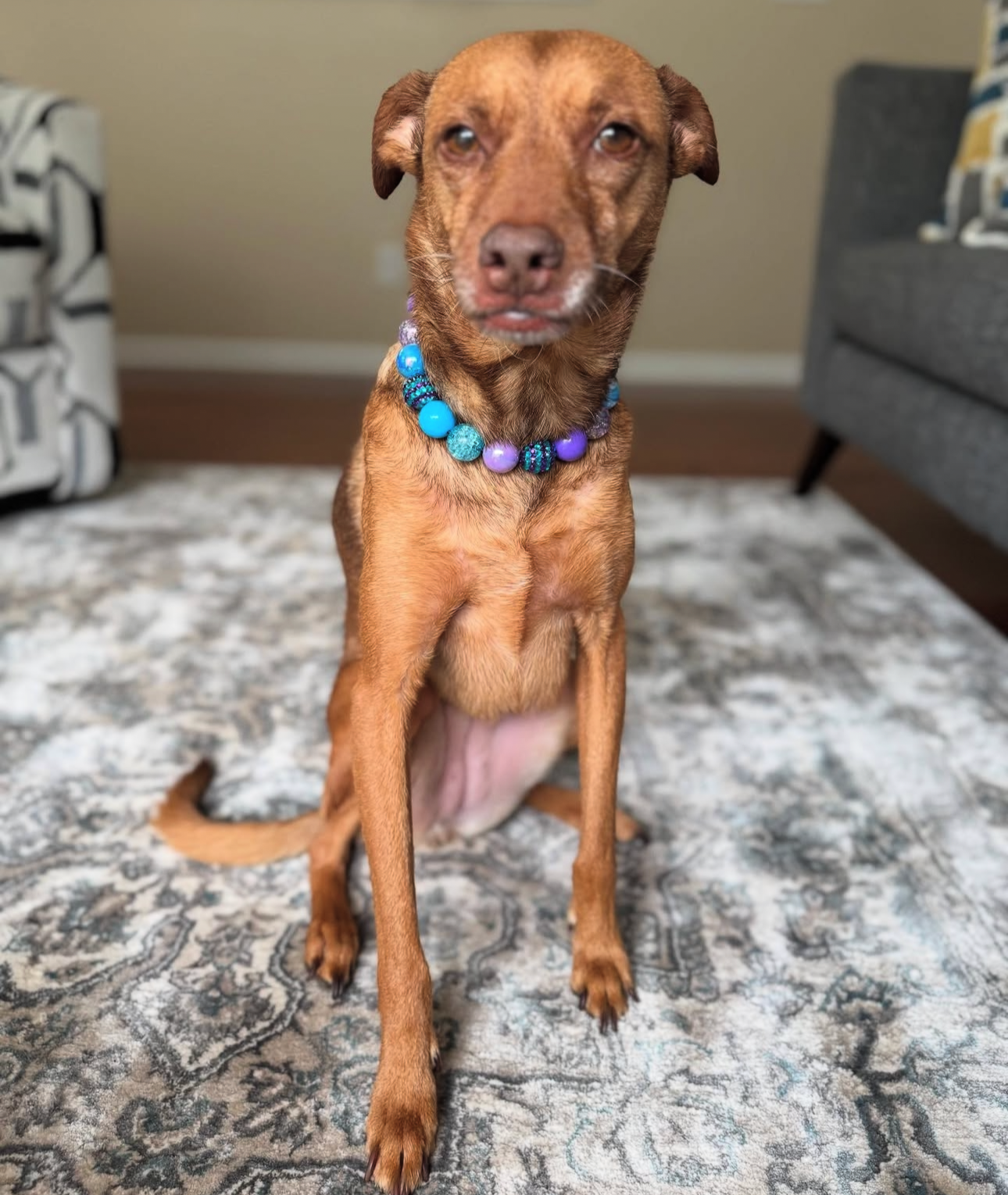 Moonlight Tide Bead Dog Collar
