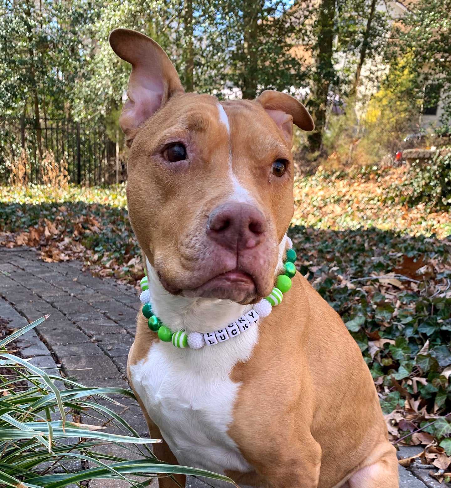 Green Goblin Bead Dog Collar