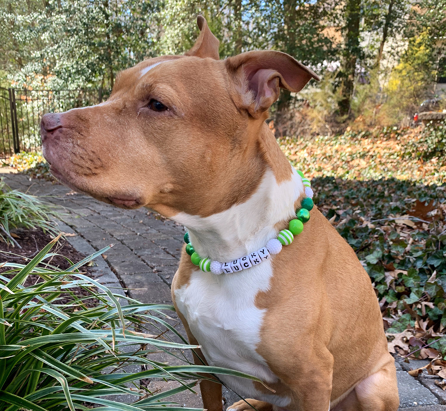 Green Goblin Bead Dog Collar