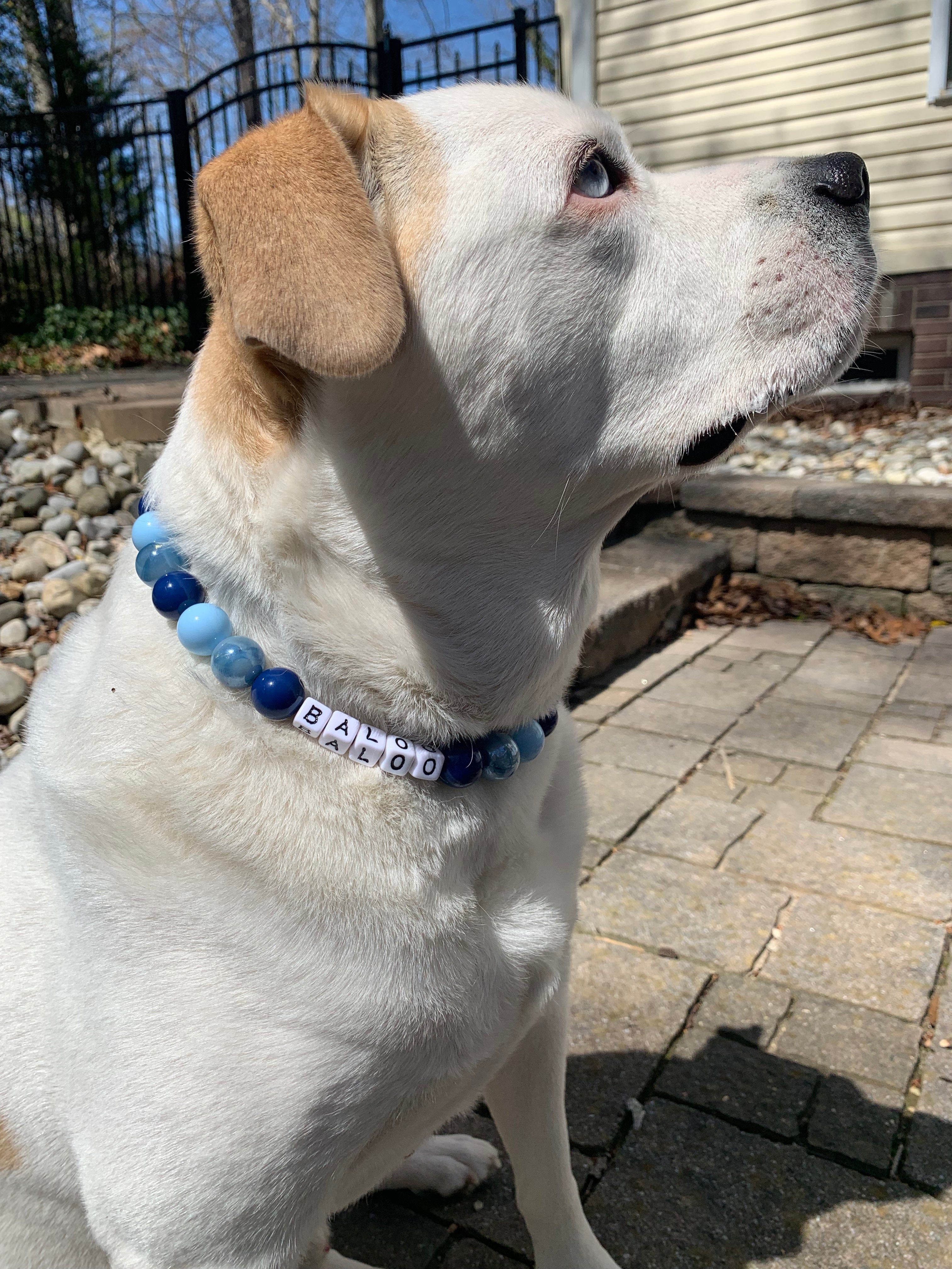 Starry Night Large Bead Dog Collar