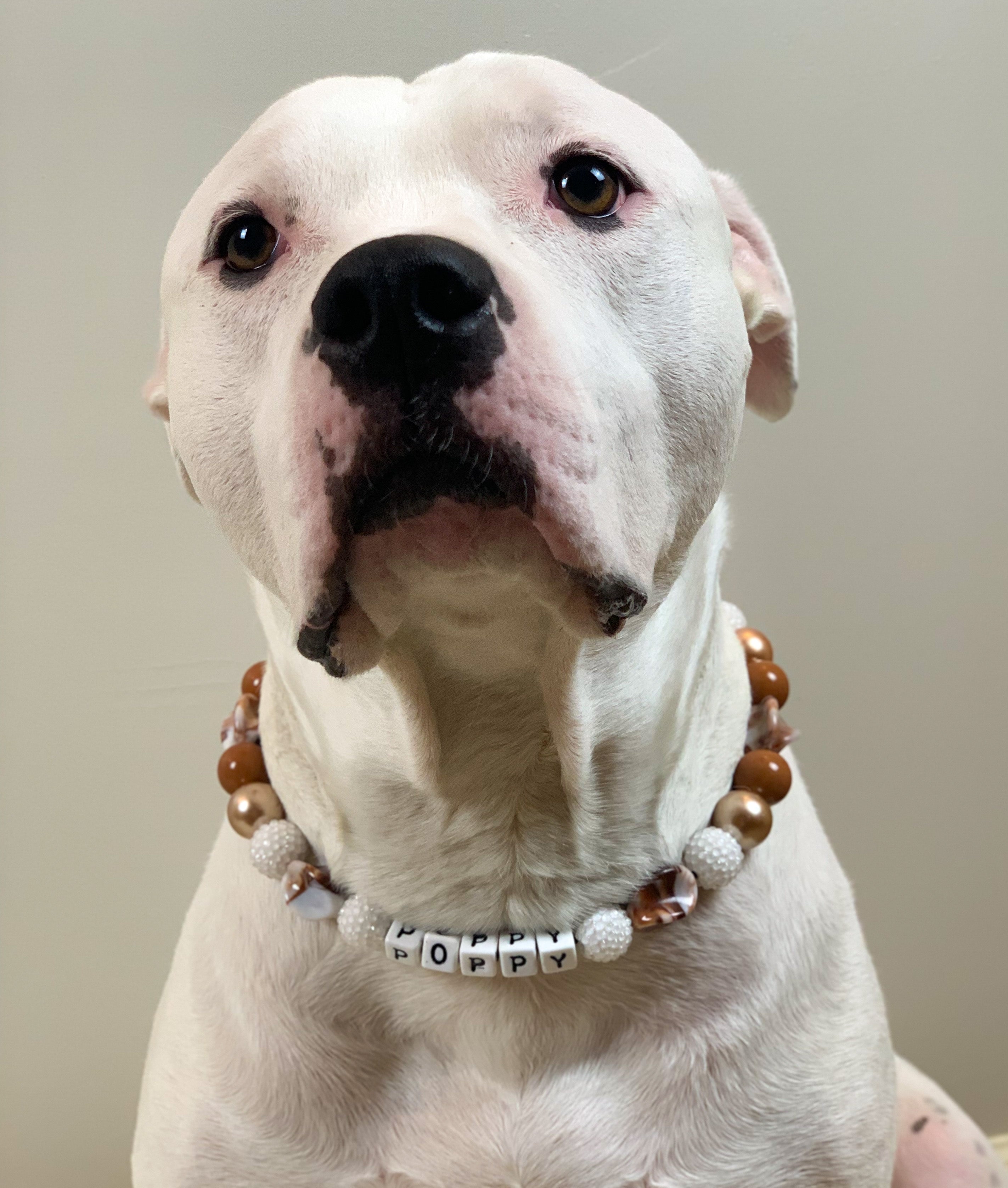 Carmel Gold Twist Bead Dog Collar