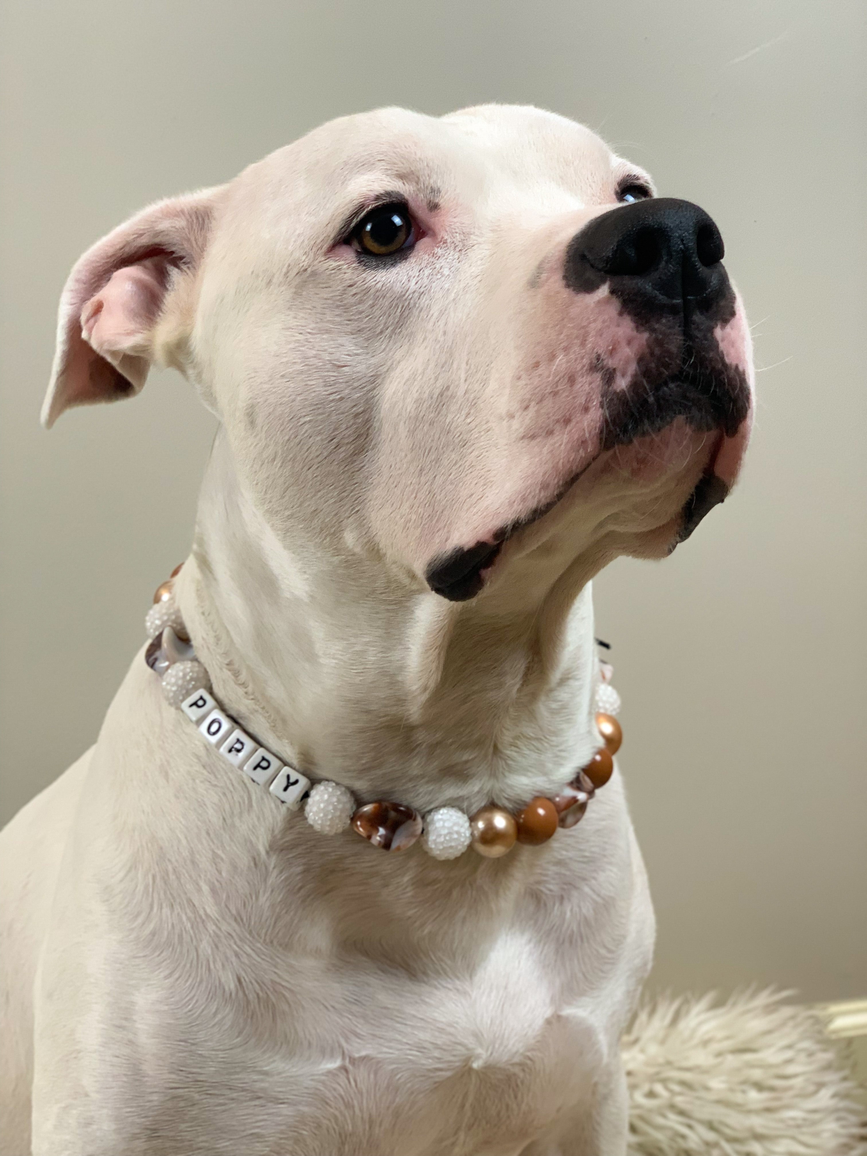 Carmel Gold Twist Bead Dog Collar
