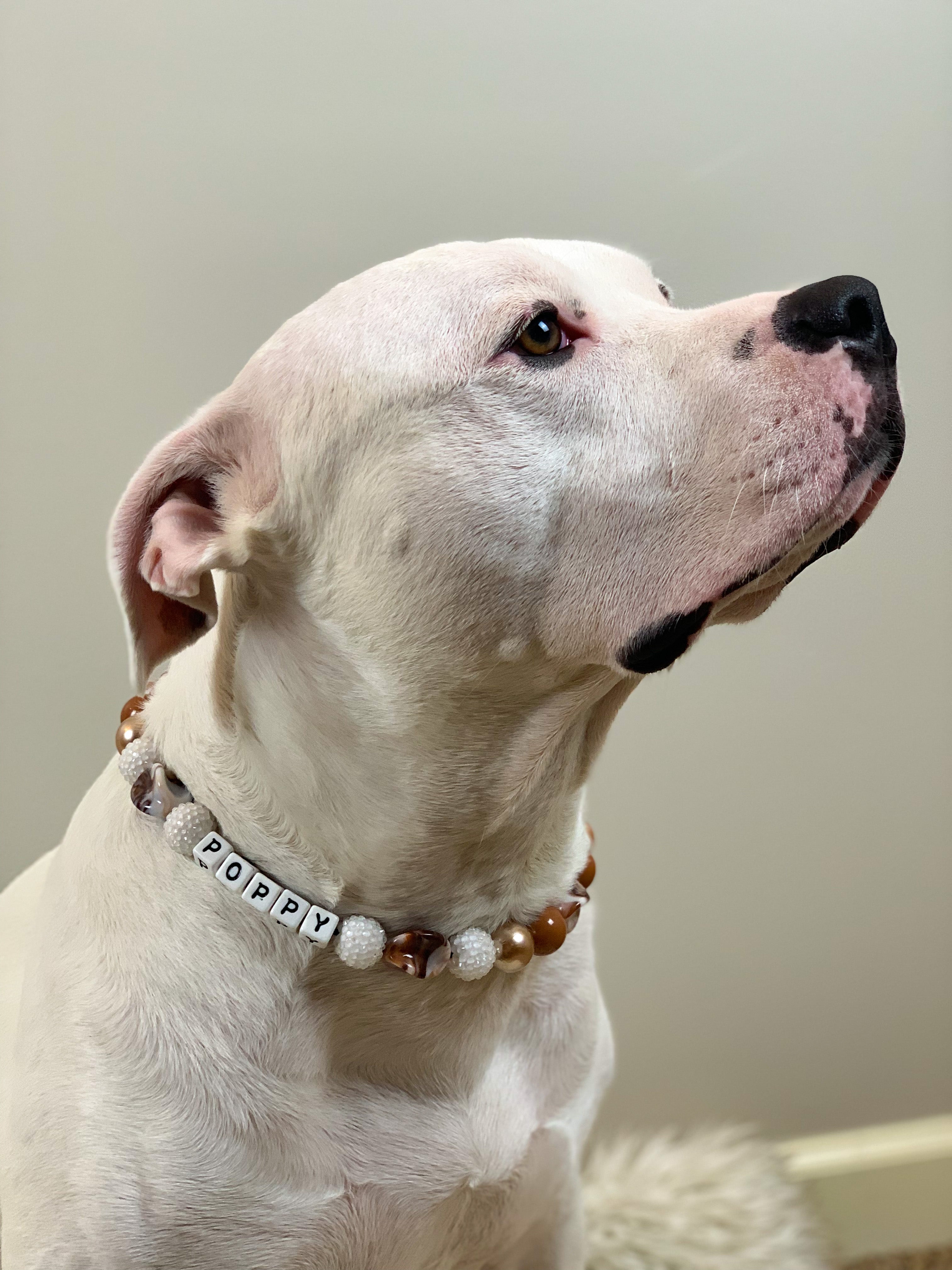 Carmel Gold Twist Bead Dog Collar