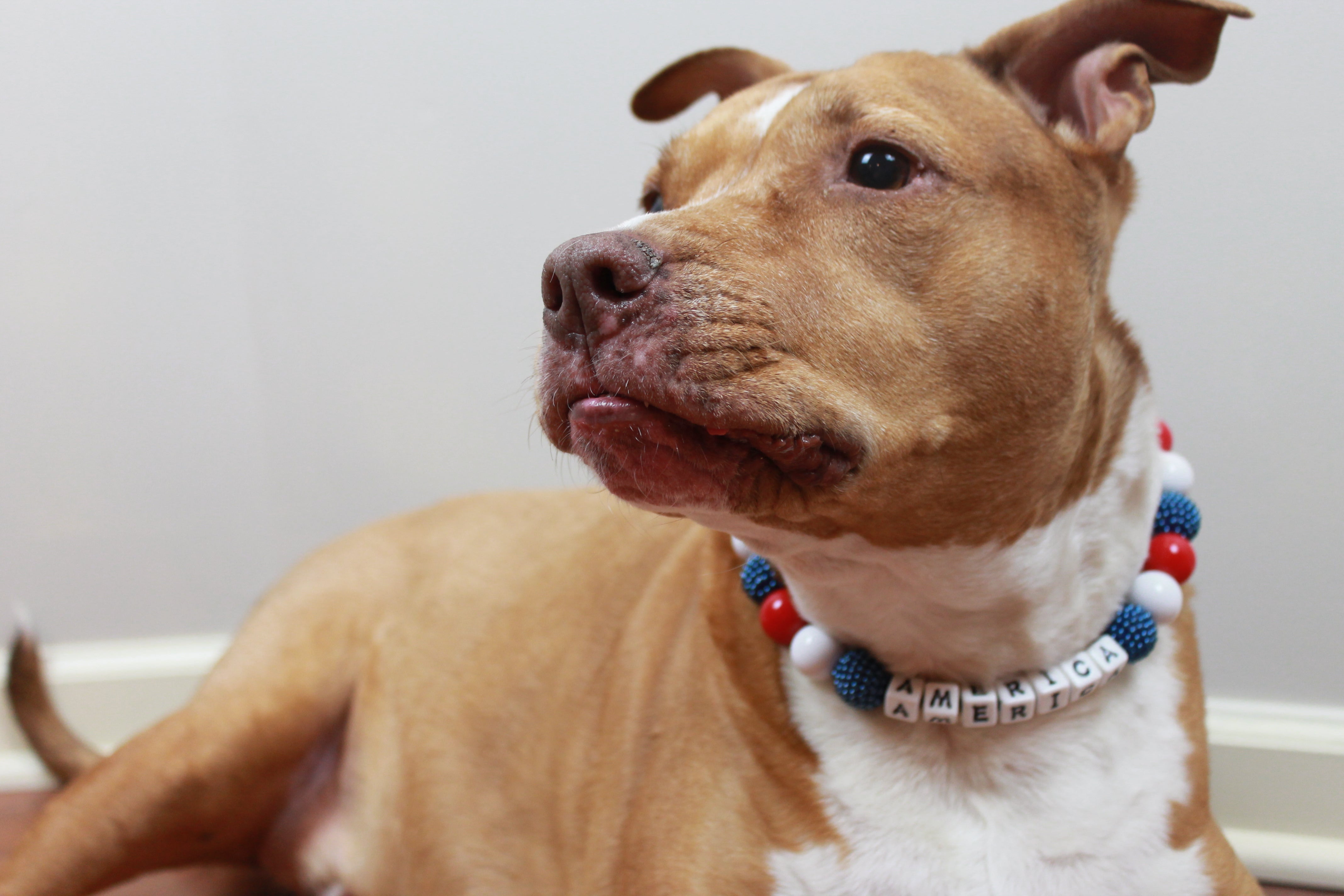 Spirited Large Bead Dog Collar