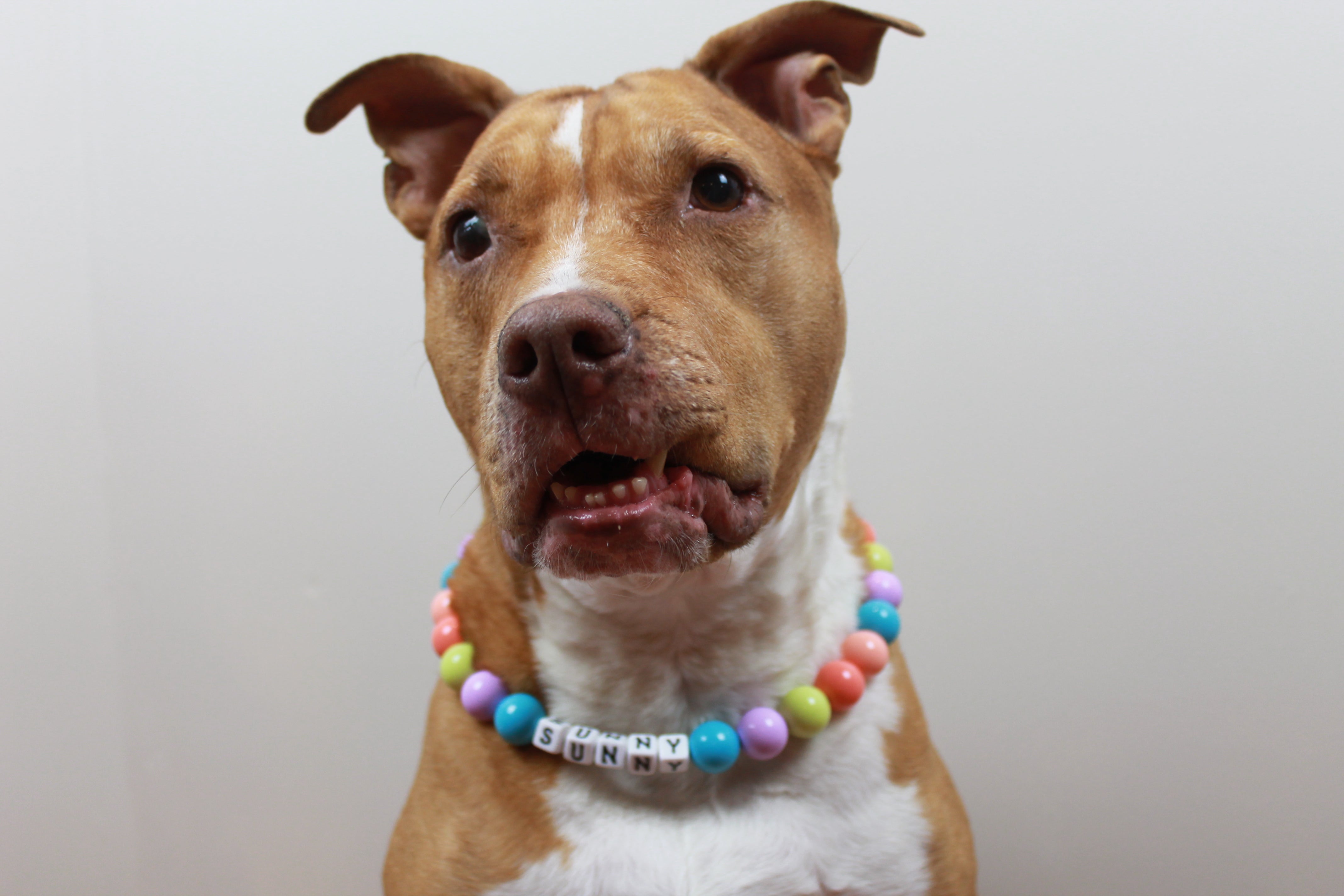 Pastel Ombre Large Bead Dog Collar