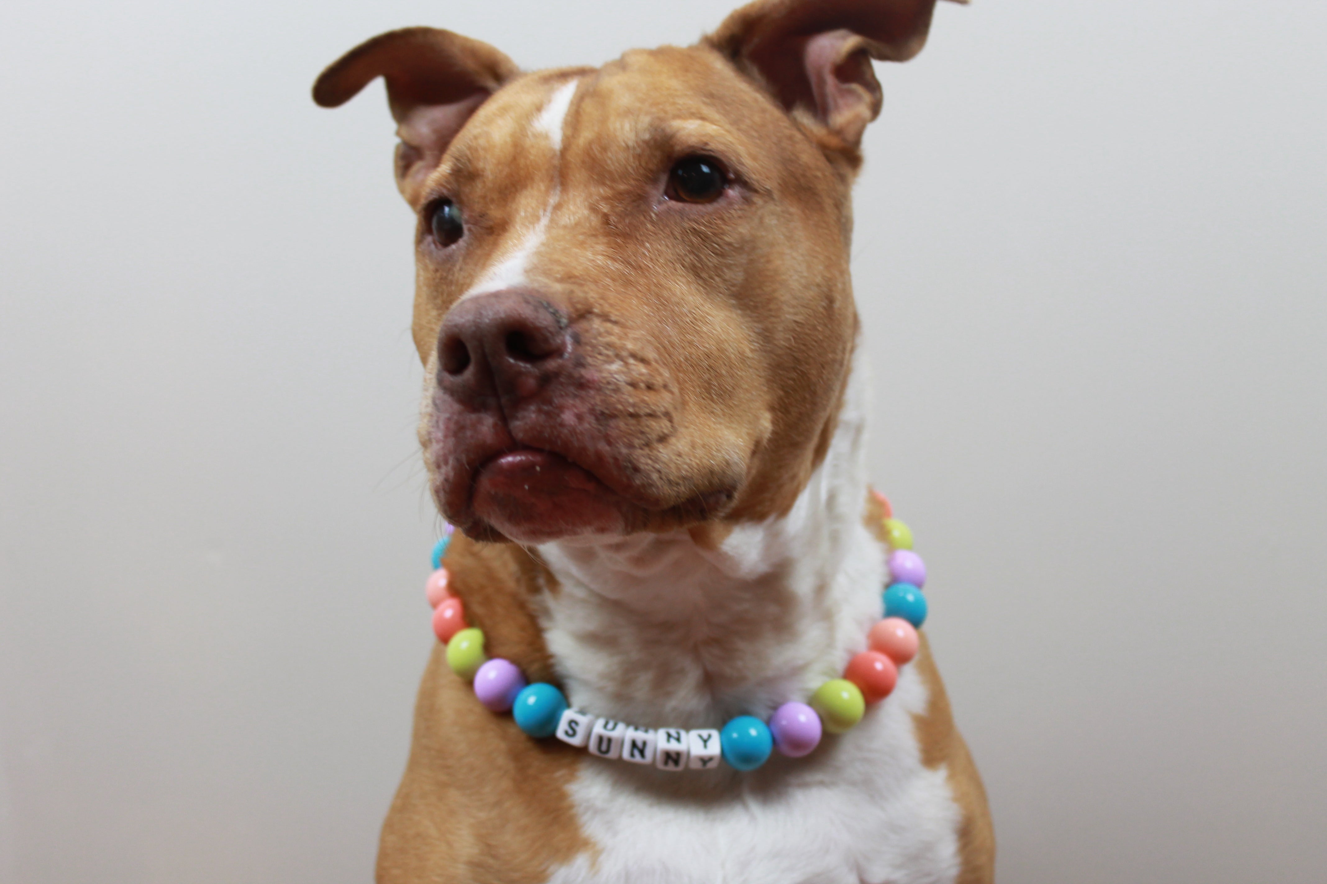 Pastel Ombre Large Bead Dog Collar