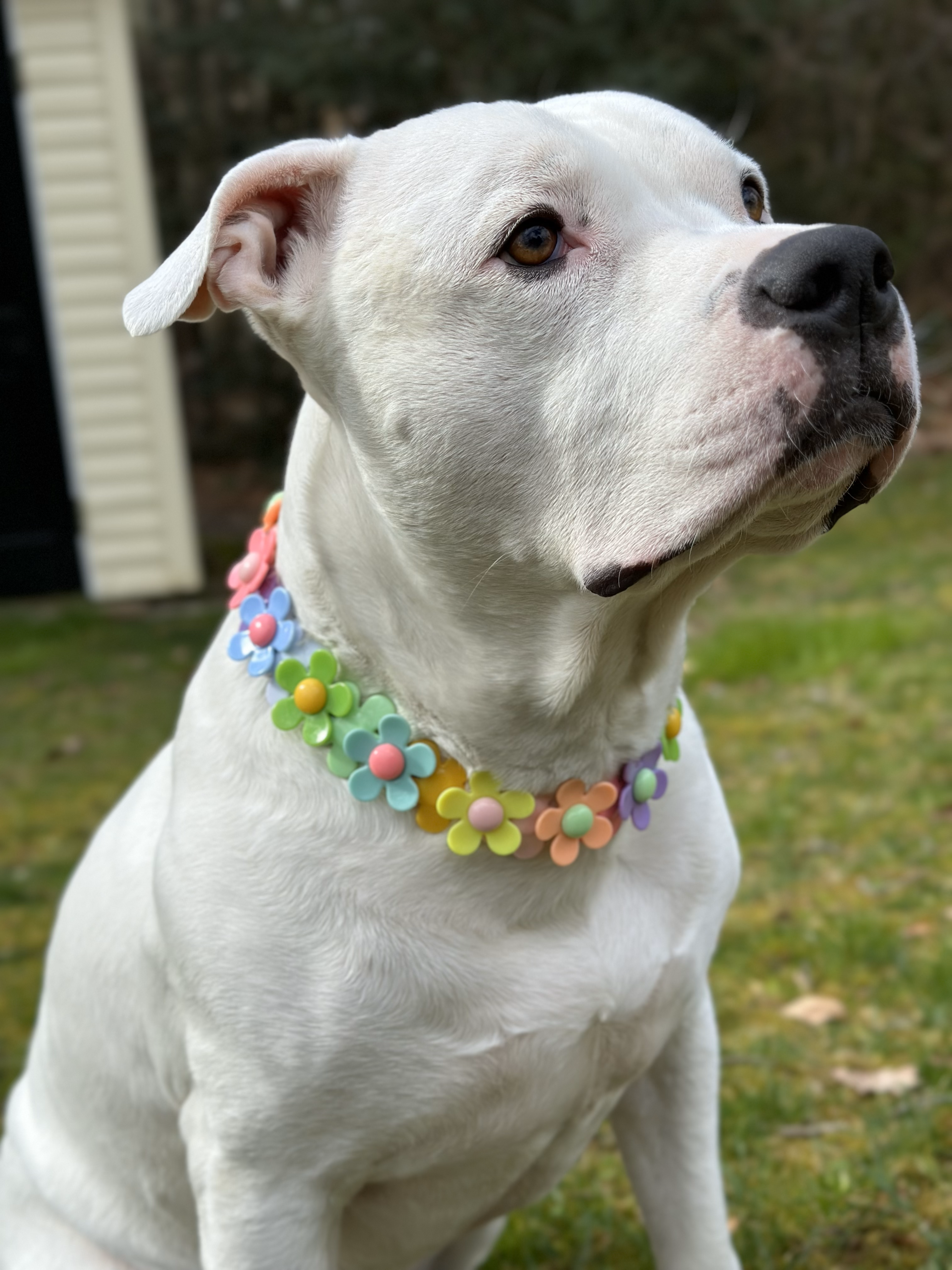 Make My Daisy Dog Bead Collar