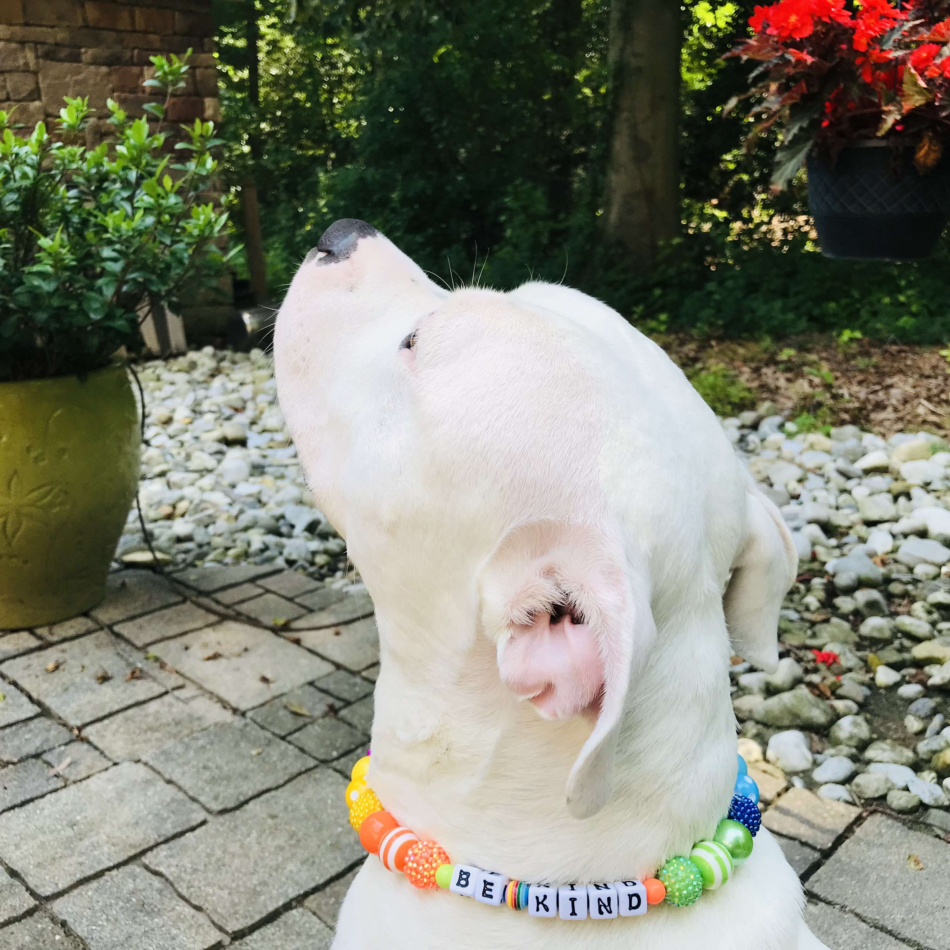 Ombre Rainbow Large Bead Dog Collar