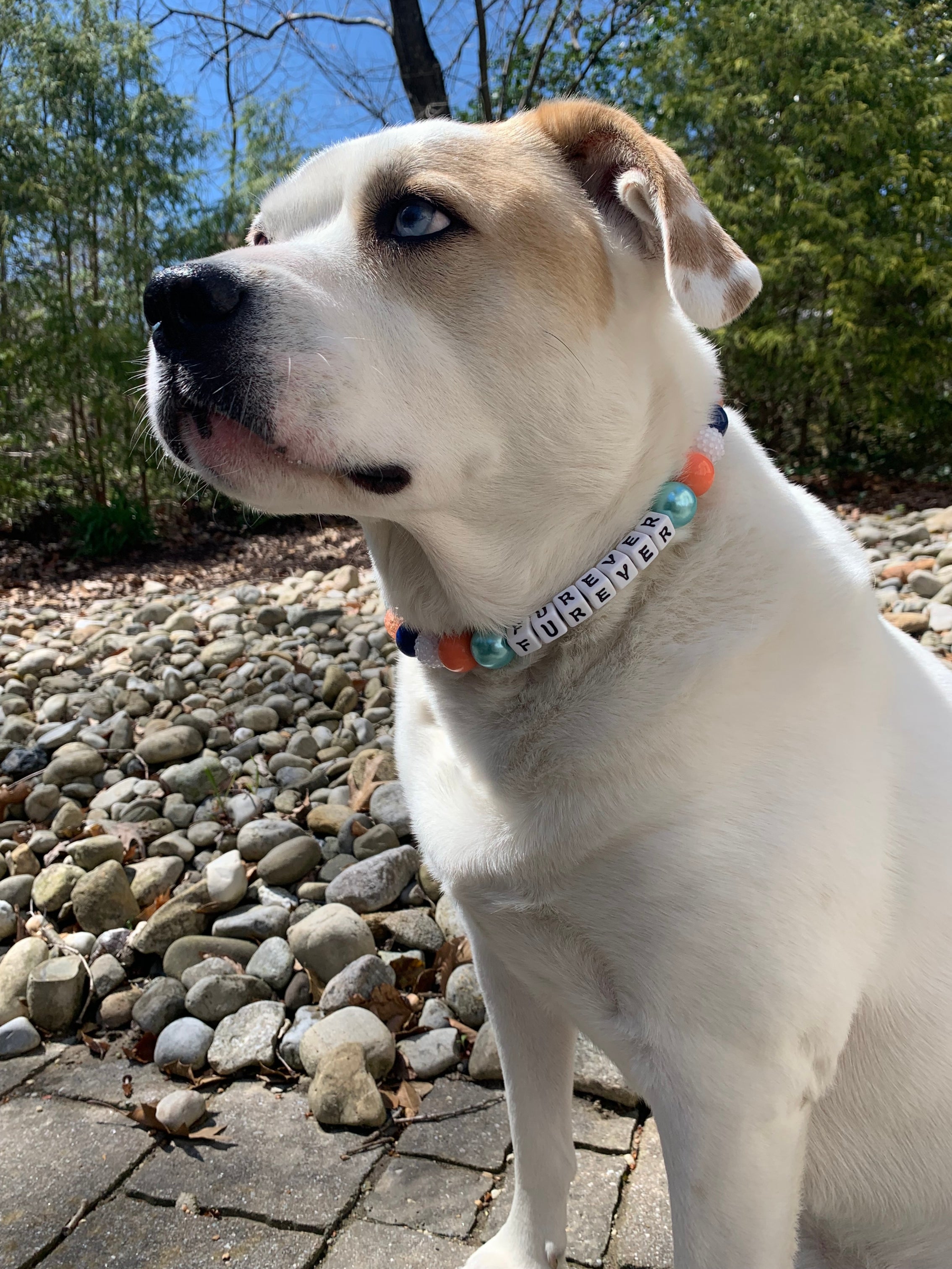Bird of Paradise Bead Dog Collar