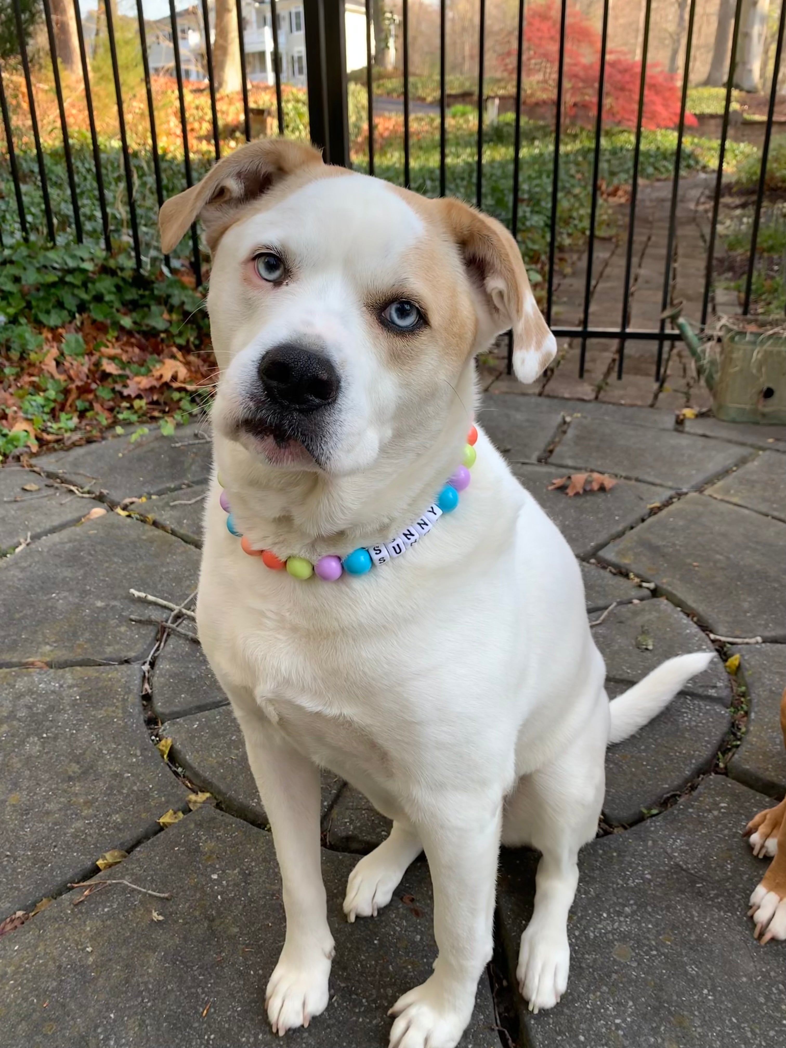Pastel Ombre Large Bead Dog Collar