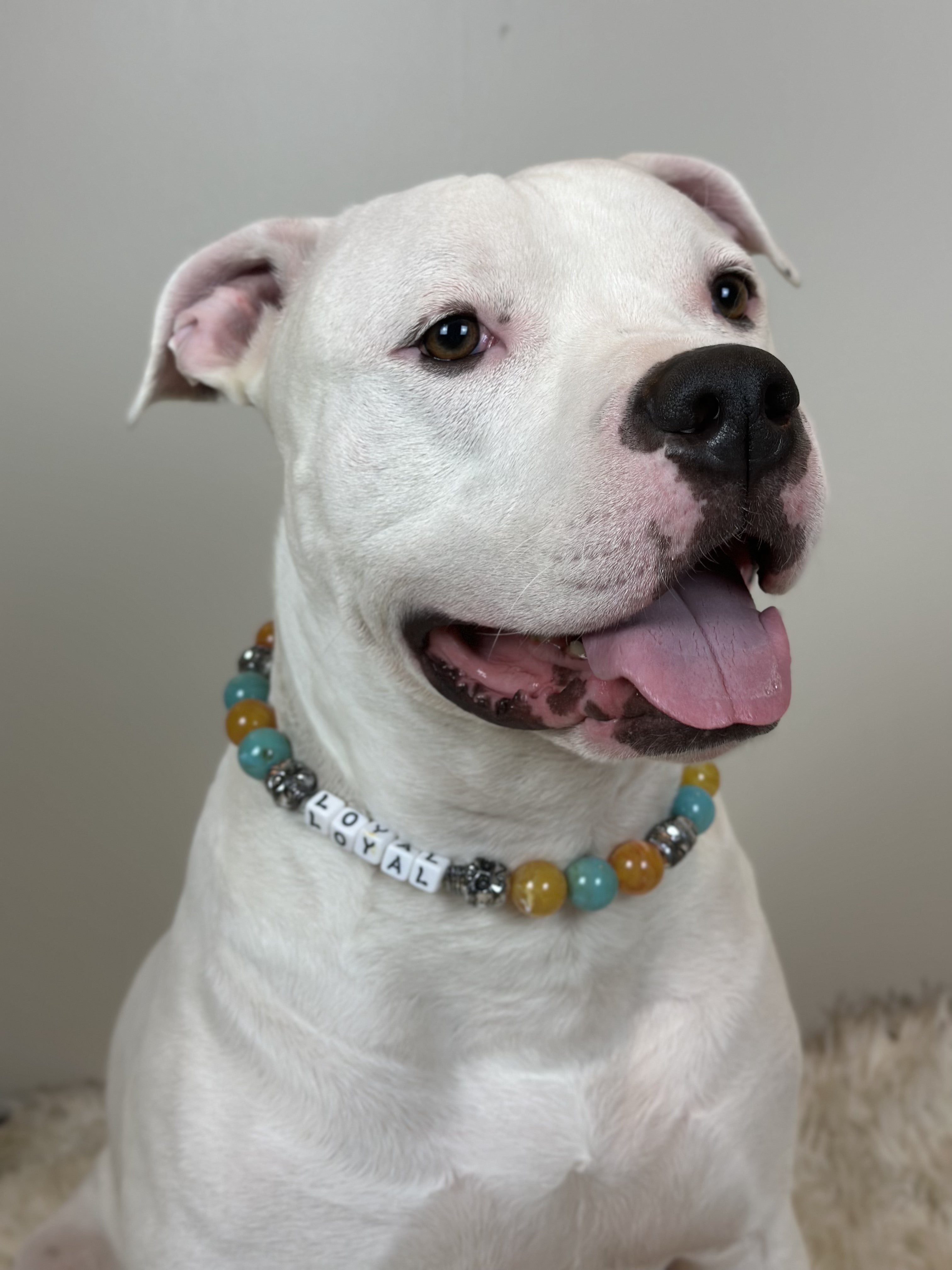 Southwest Skulls Large Bead Dog Collar