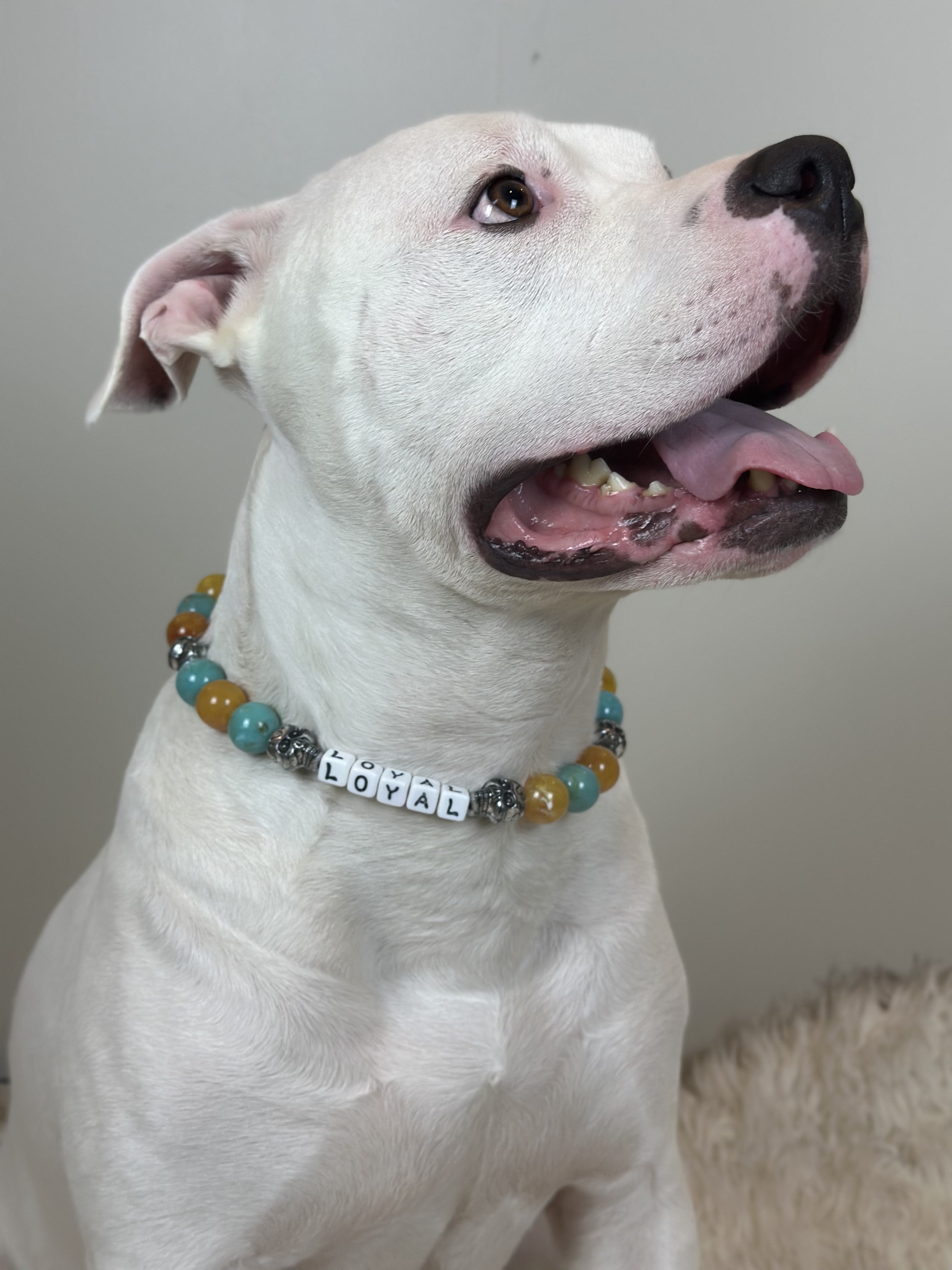 Southwest Skulls Large Bead Dog Collar