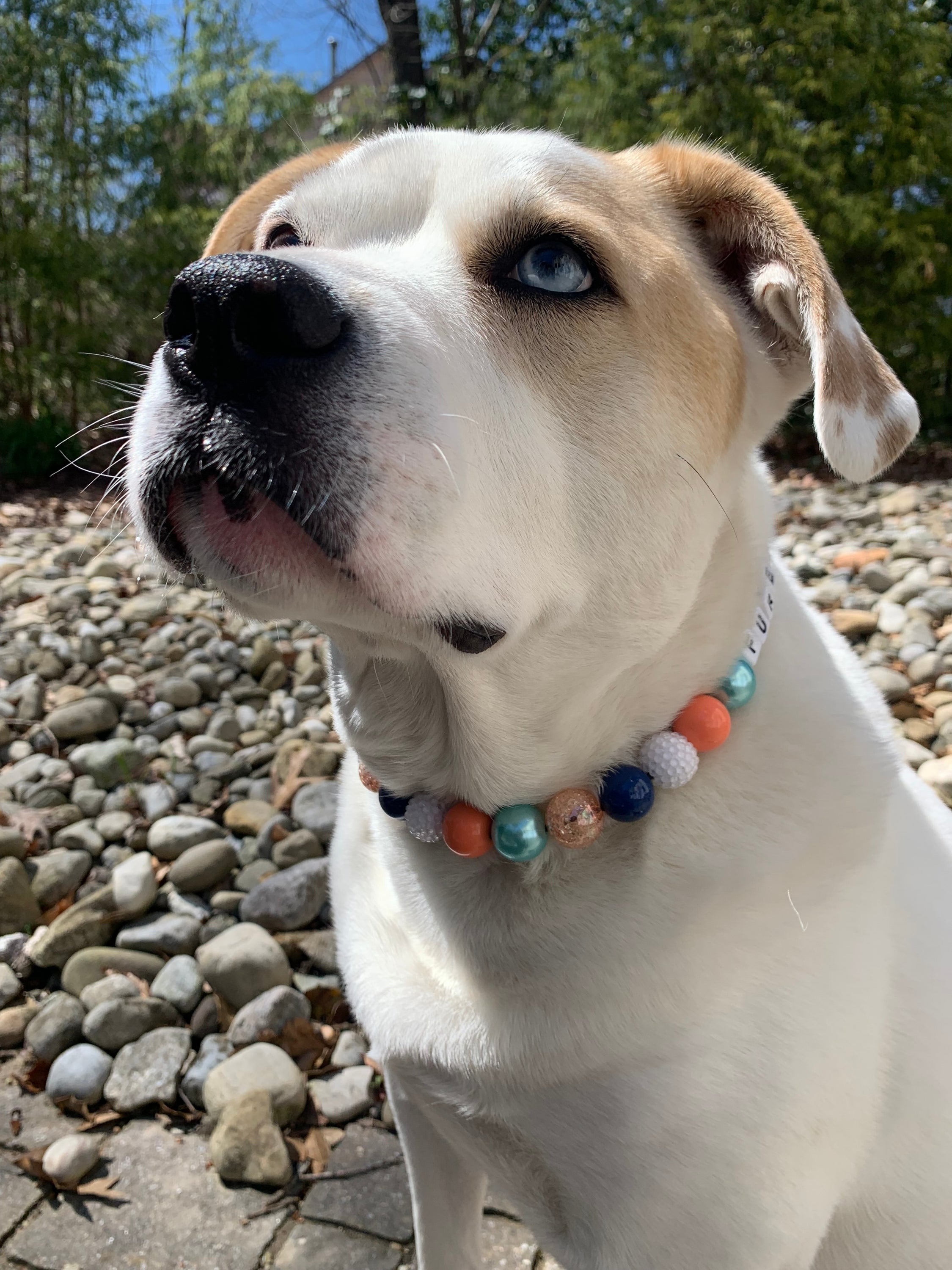 Bird of Paradise Bead Dog Collar