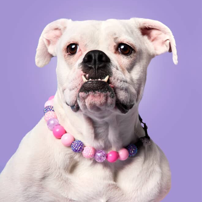 Paw-it-Forward: Supporting ACCT Philly