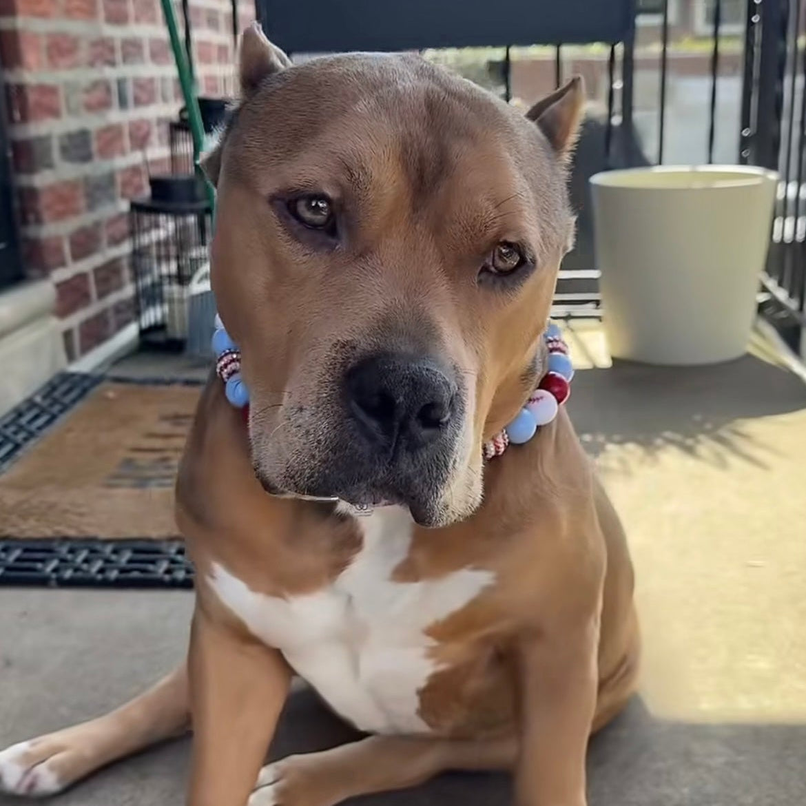 Paw-it-Forward: Supporting Pitbulls & Addicts