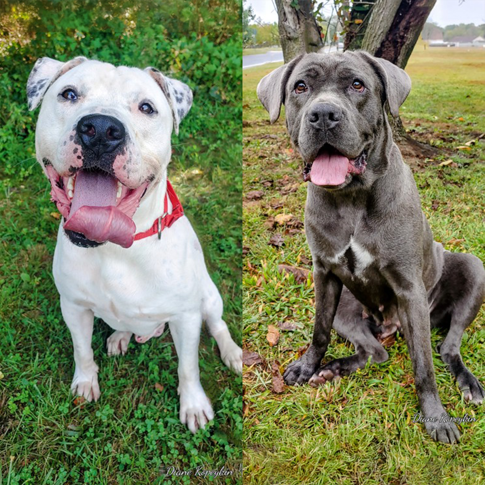 Celebrating Pitbull Awareness and New Blog Launch!