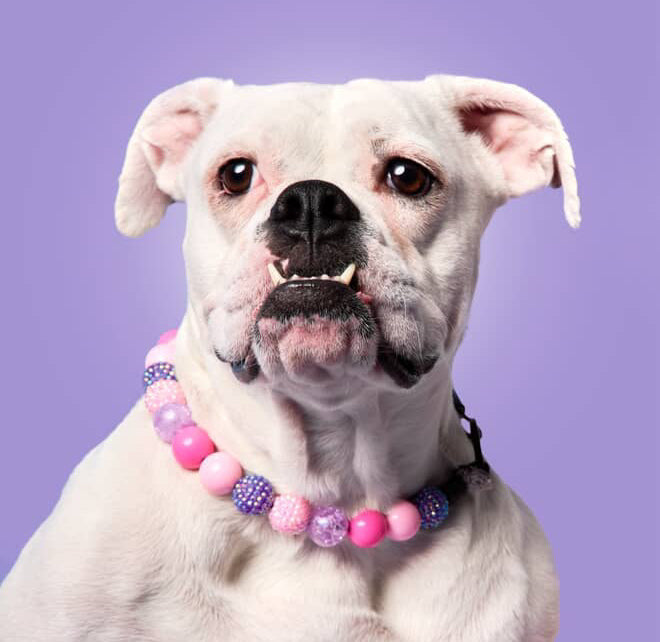 Sugar Plum Glitter Large Bead Dog Collar