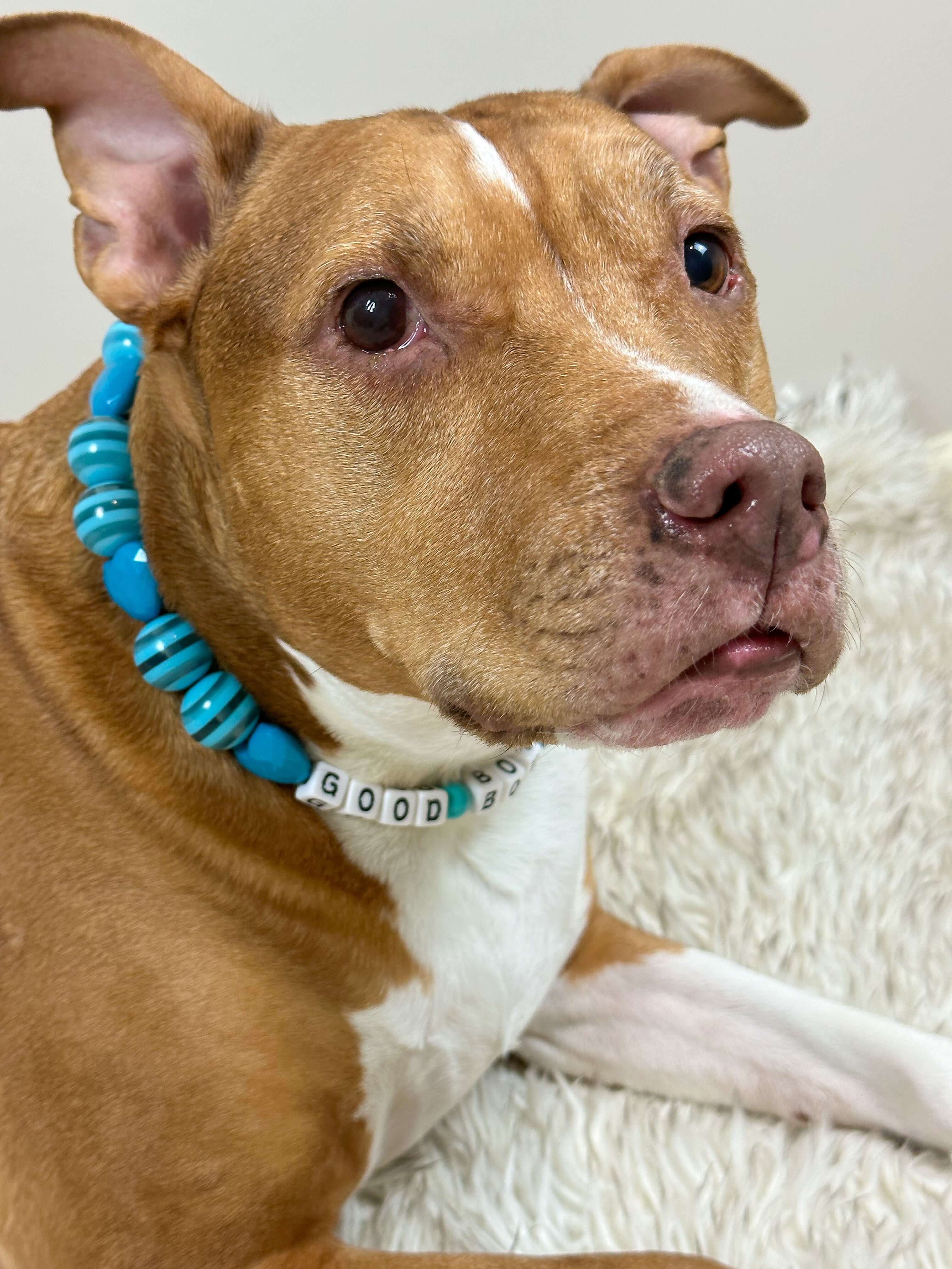 Blue Heart JUMBO Bead Dog Collar