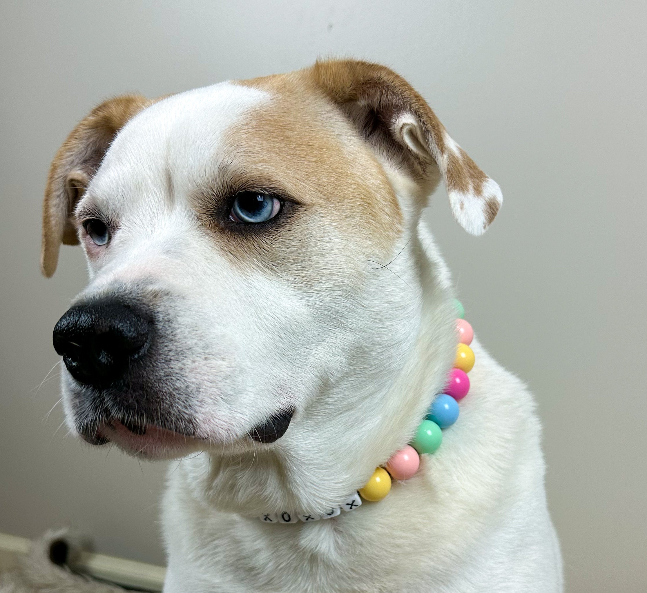 Pastel SweeTart Large Bead Dog Collar