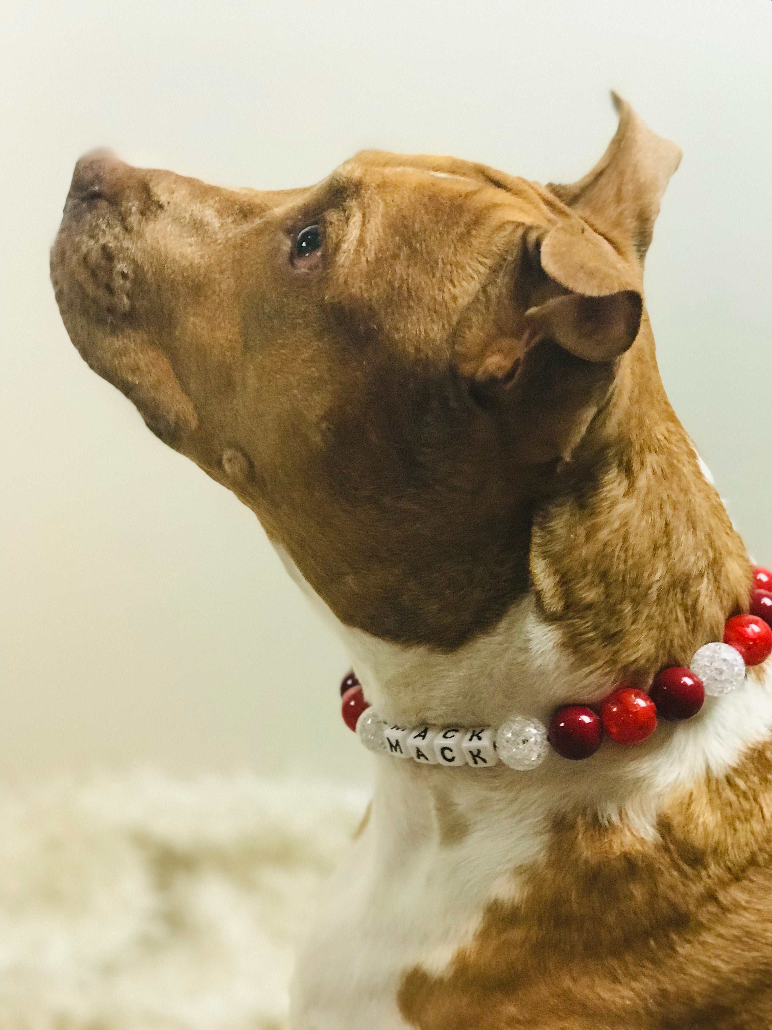 Red Candy Apple Large Bead Dog Collar