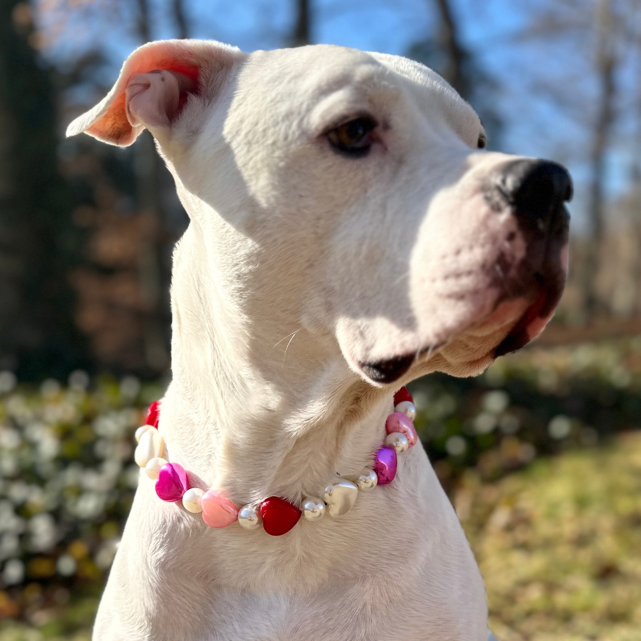 Flirt Alert Bead Dog Collar