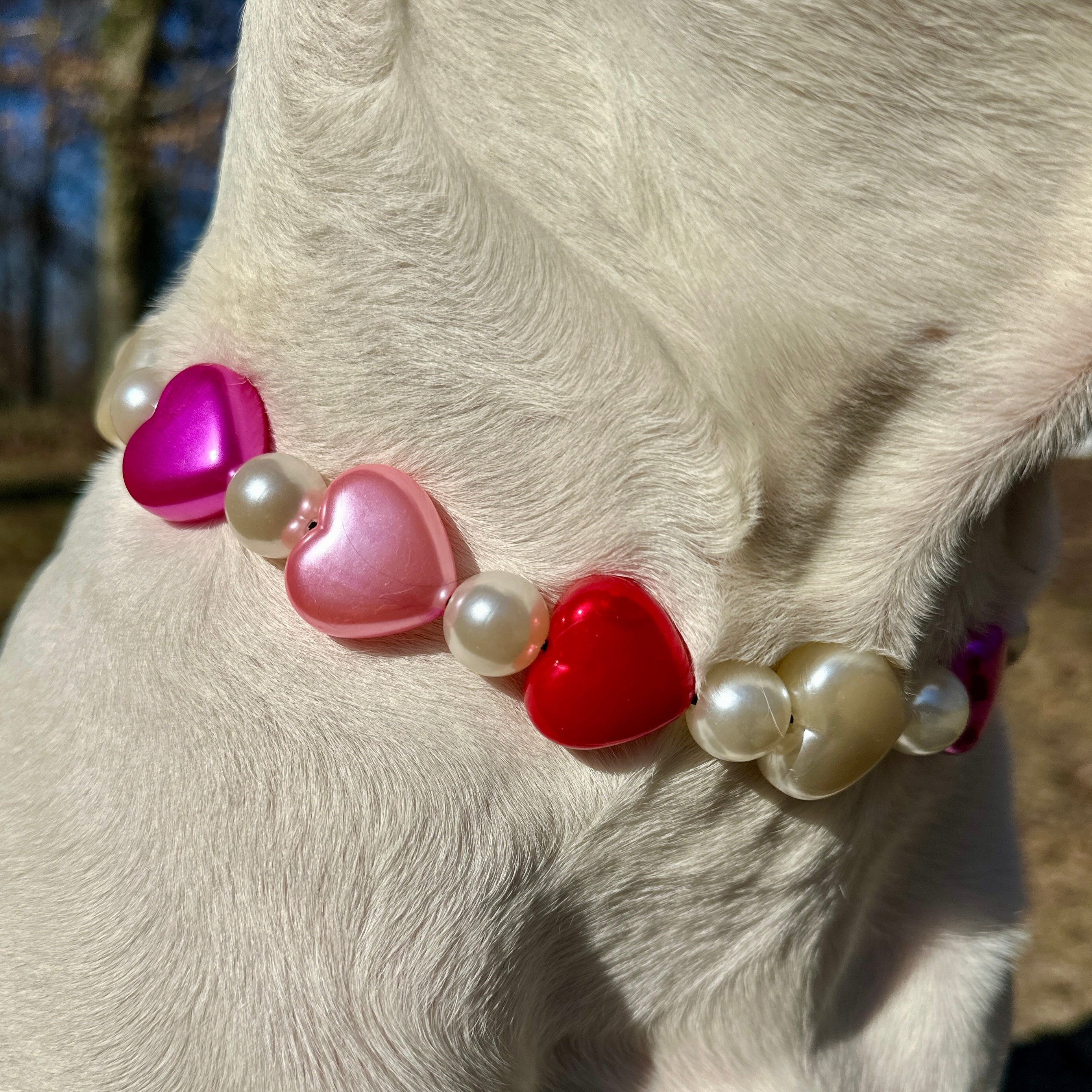 Flirt Alert Bead Dog Collar